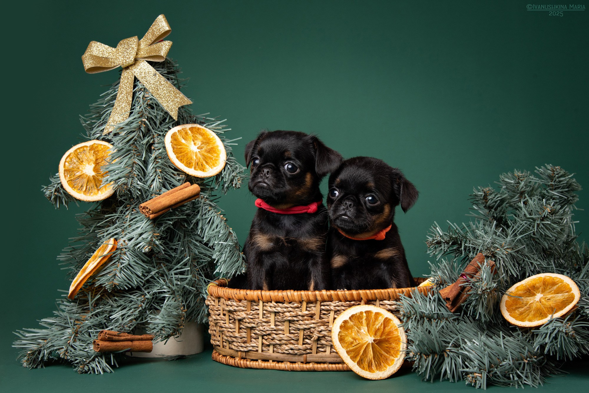 Фотосессия щенков на фонах. Фотограф собак в Москве и Московской области Иванушкина Мария