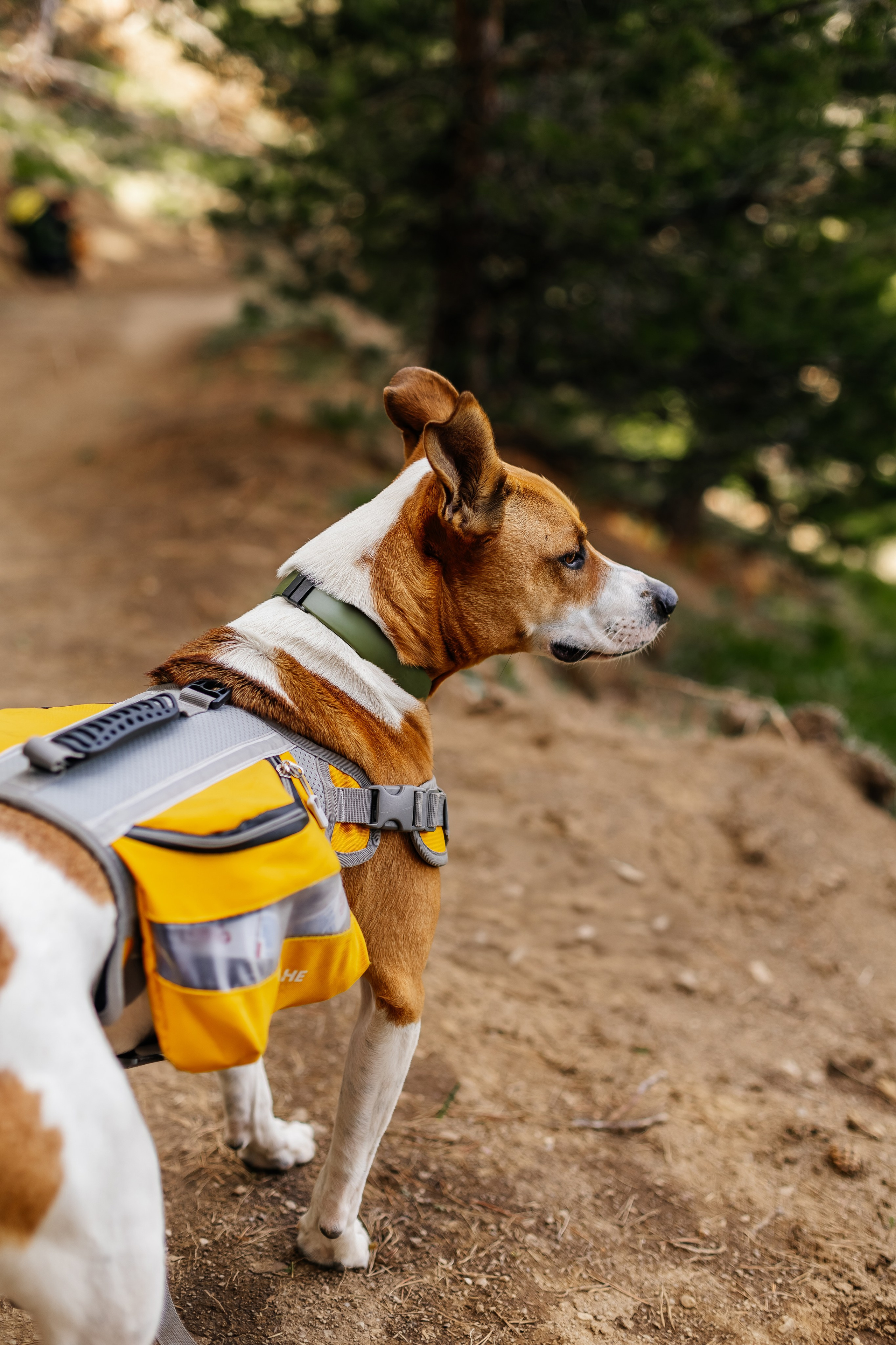 Портфолио animal. Фотограф — анималист Маргарита Хелбен Краснодар