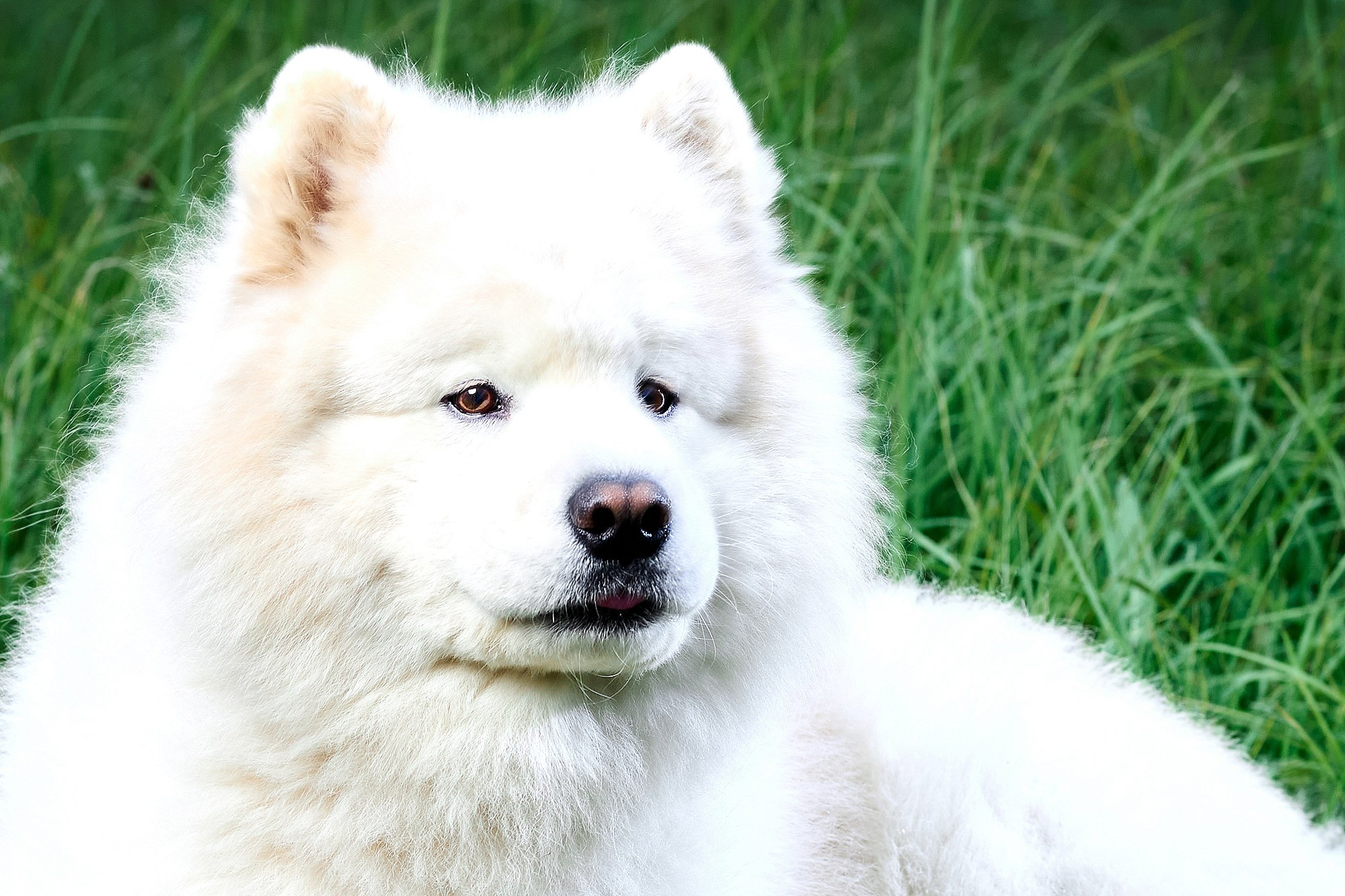 Свадебный, школьный (детсадовский) и семейный фотограф в Коврове и Владимирской области