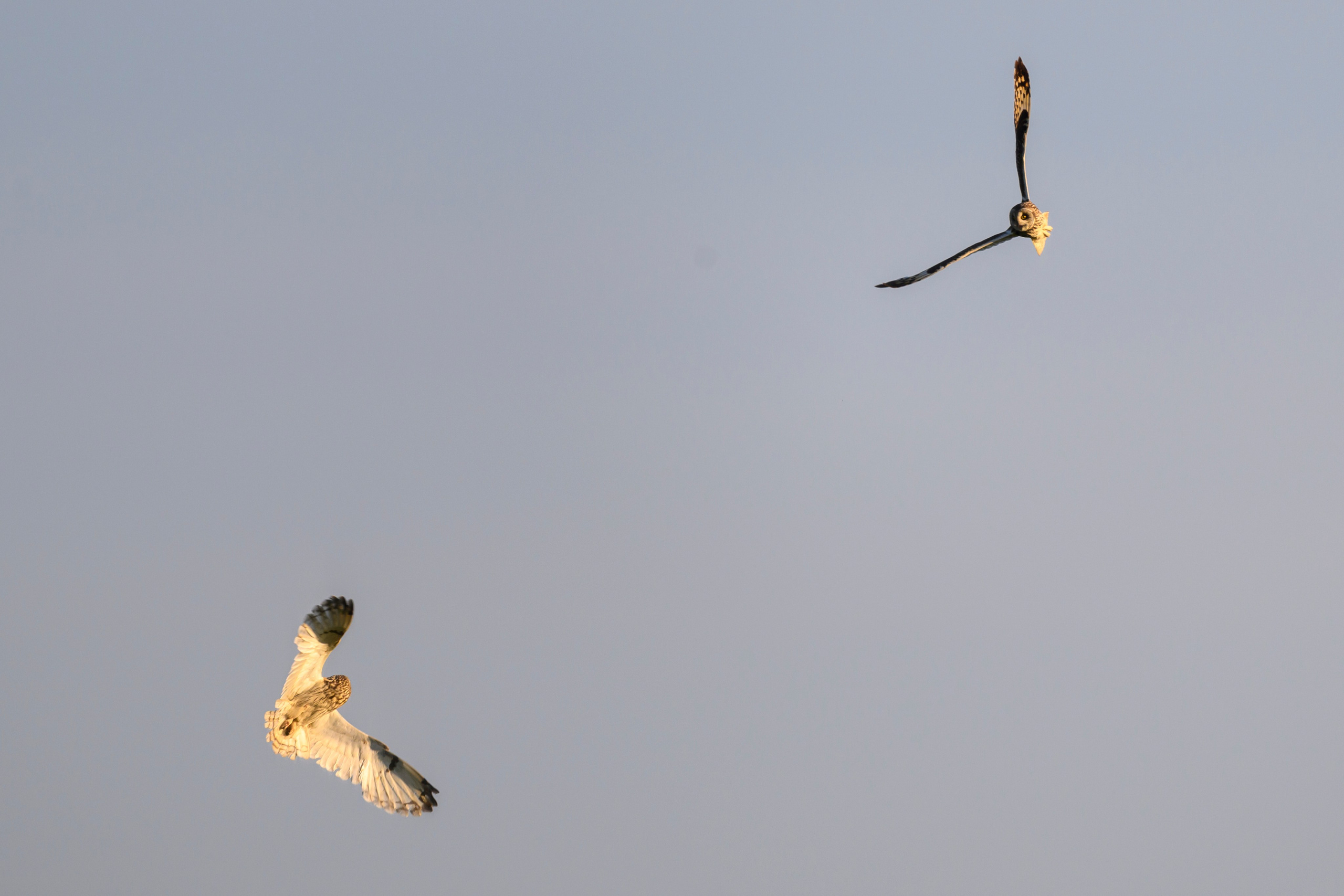 Битва сов и кормление совят. The Owl Battle and Feeding the Nestlings. Фотограф Сергей Пупонин