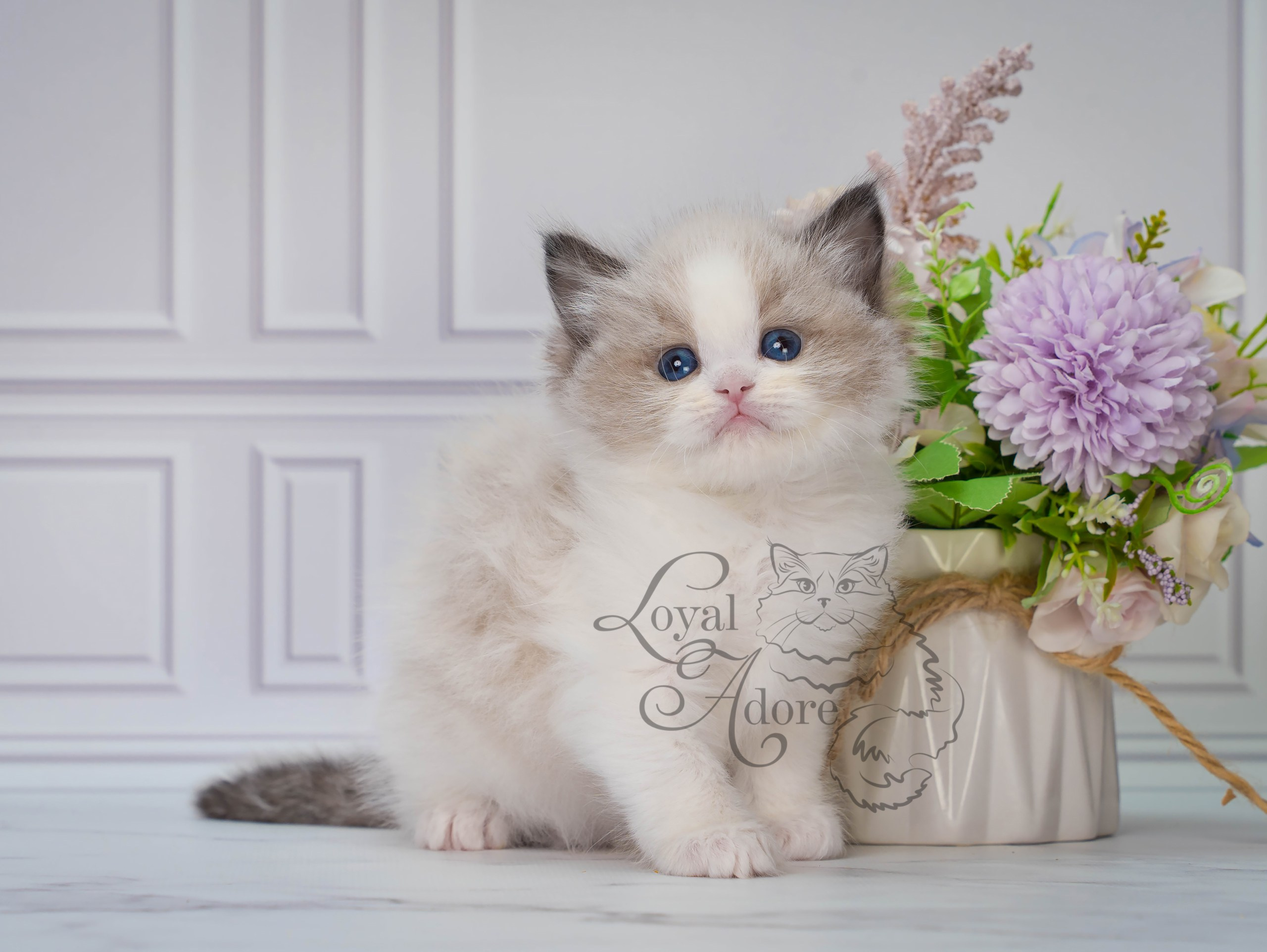 Котята рэгдолл от Loyal Adore. Питомник рэгдолл Loyal Adore