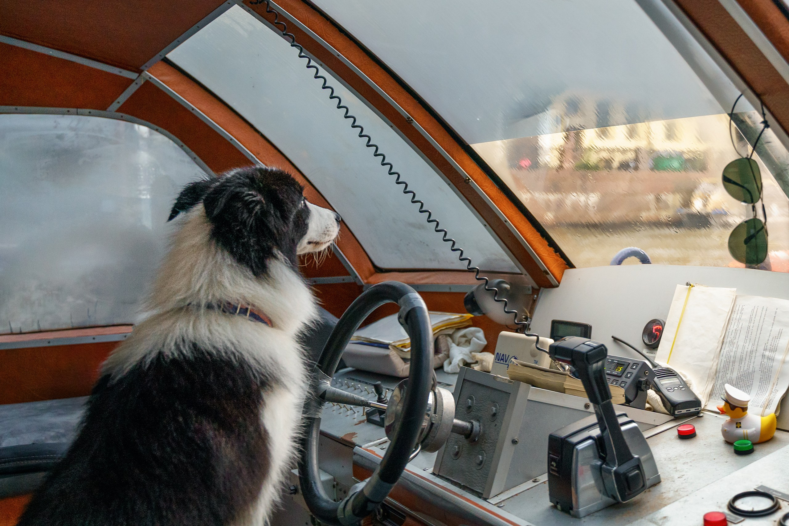 Прогулка по Санкт-Петербургу. Фотограф анималист в Санкт-Петербурге Владимир Лиепин