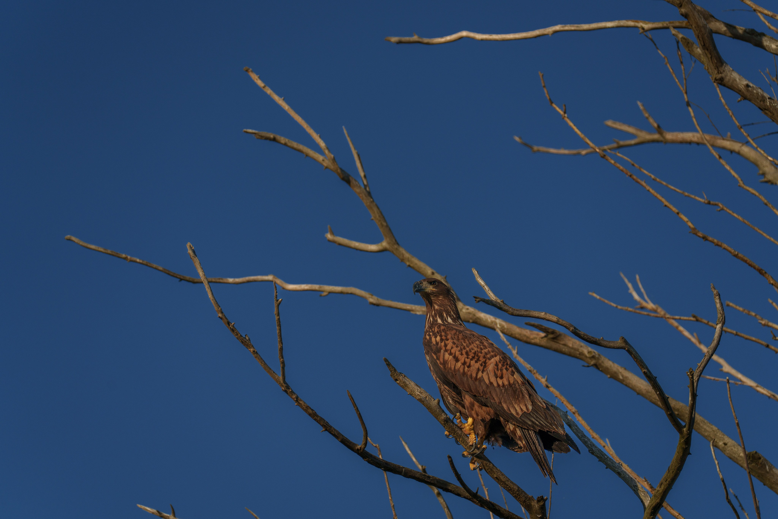 Барханы и лотосы. Июль–Август