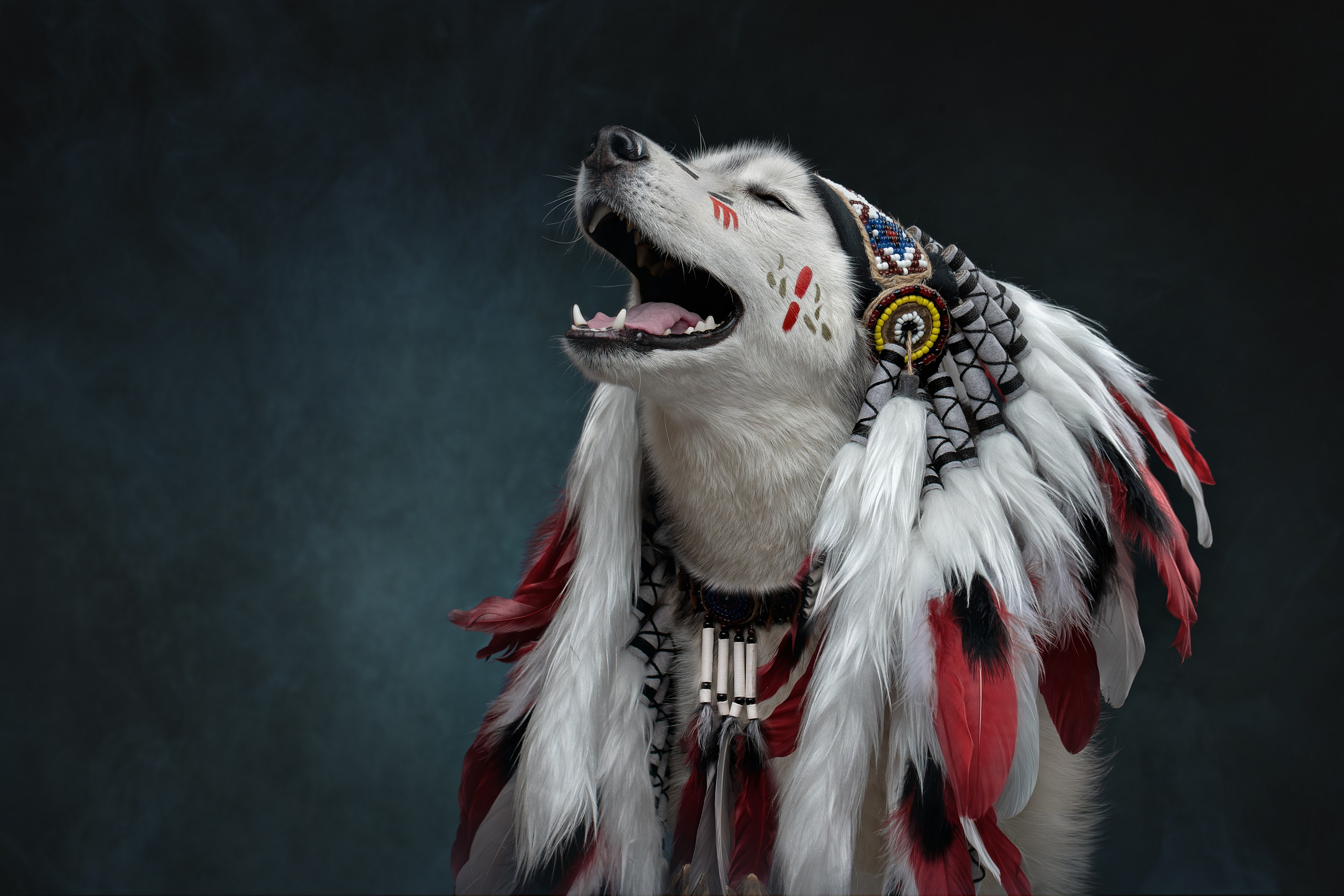 Фотограф анималист в Санкт-Петербурге Светлана Писарева