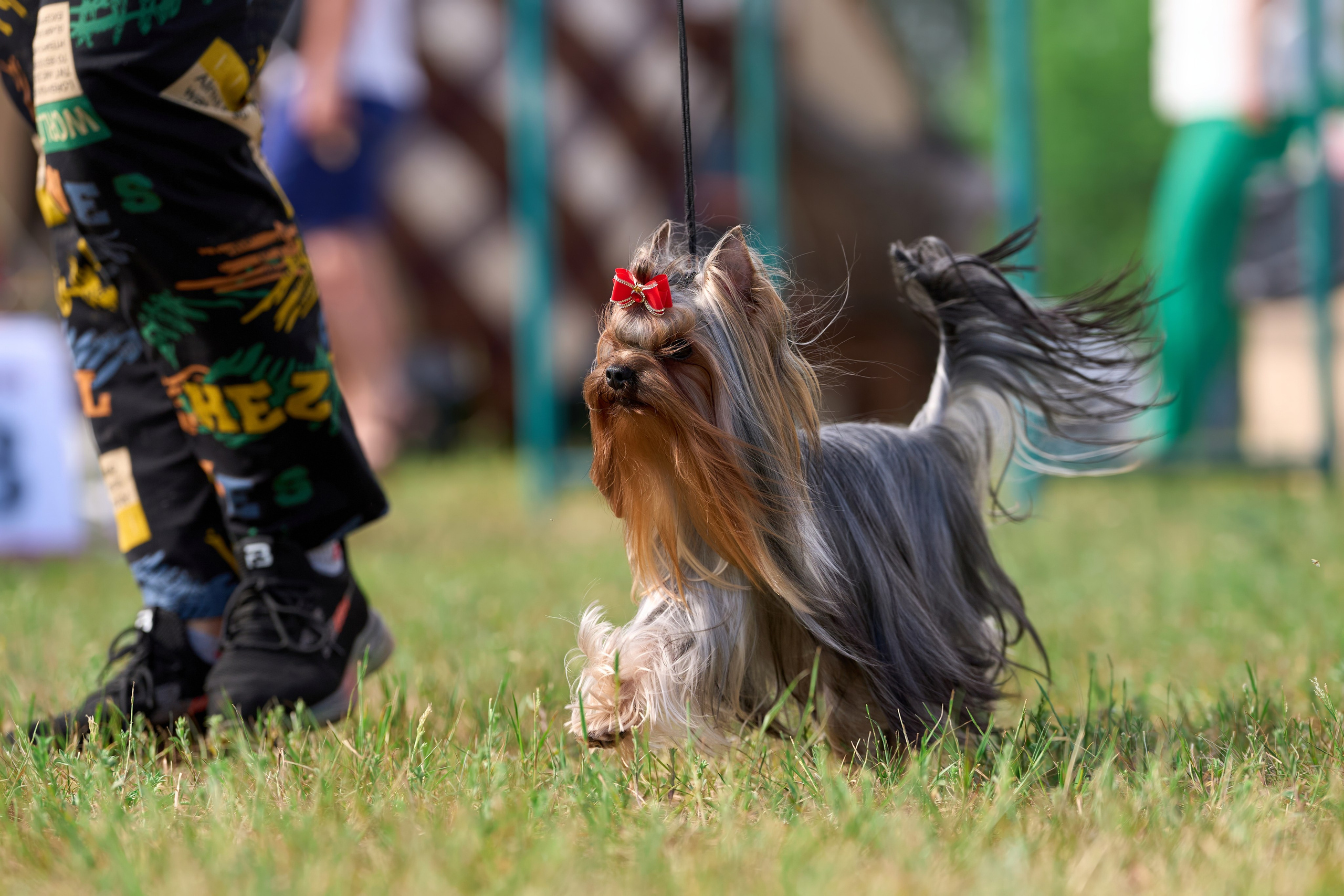 Выставка «ИЗ СОЗВЕЗДИЯ БОЛЬШОГО ПСА 2024». Фотограф-анималист Михаил Манухин