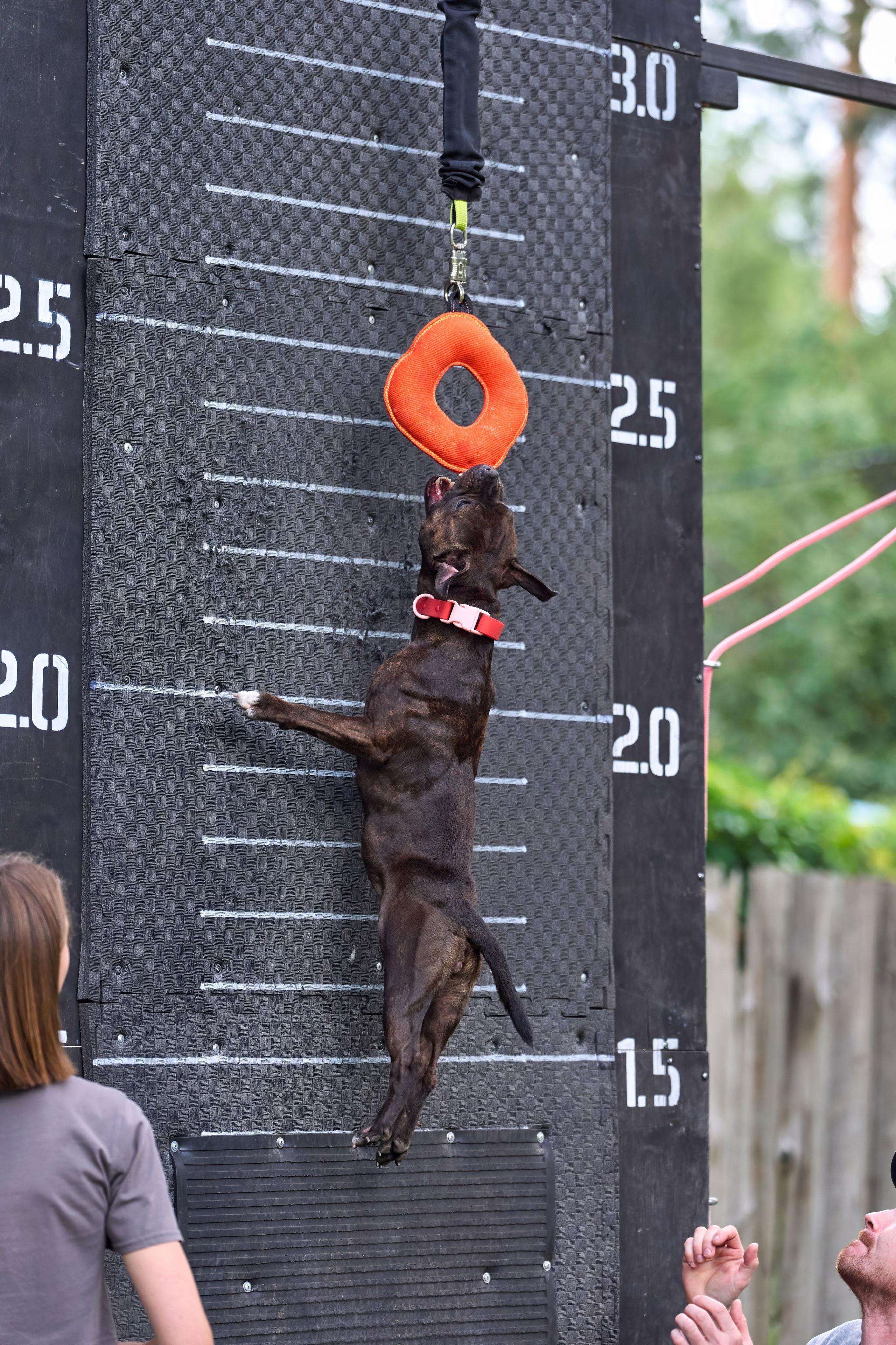 Jump'n'Gym JUMP! — 2024. Фотограф-анималист Михаил Манухин