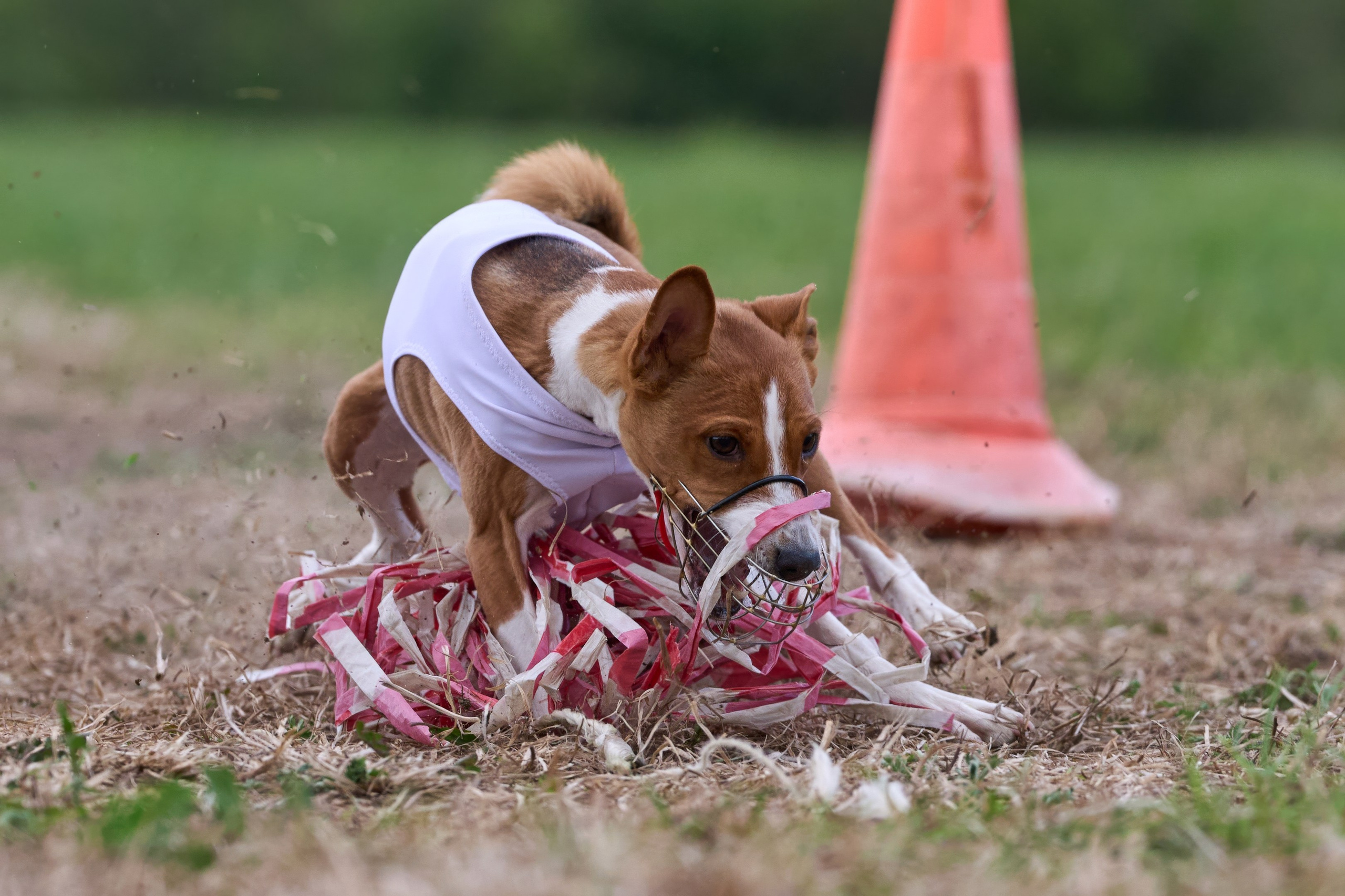 ПЧРКФ по курсингу. Фотограф-анималист Михаил Манухин