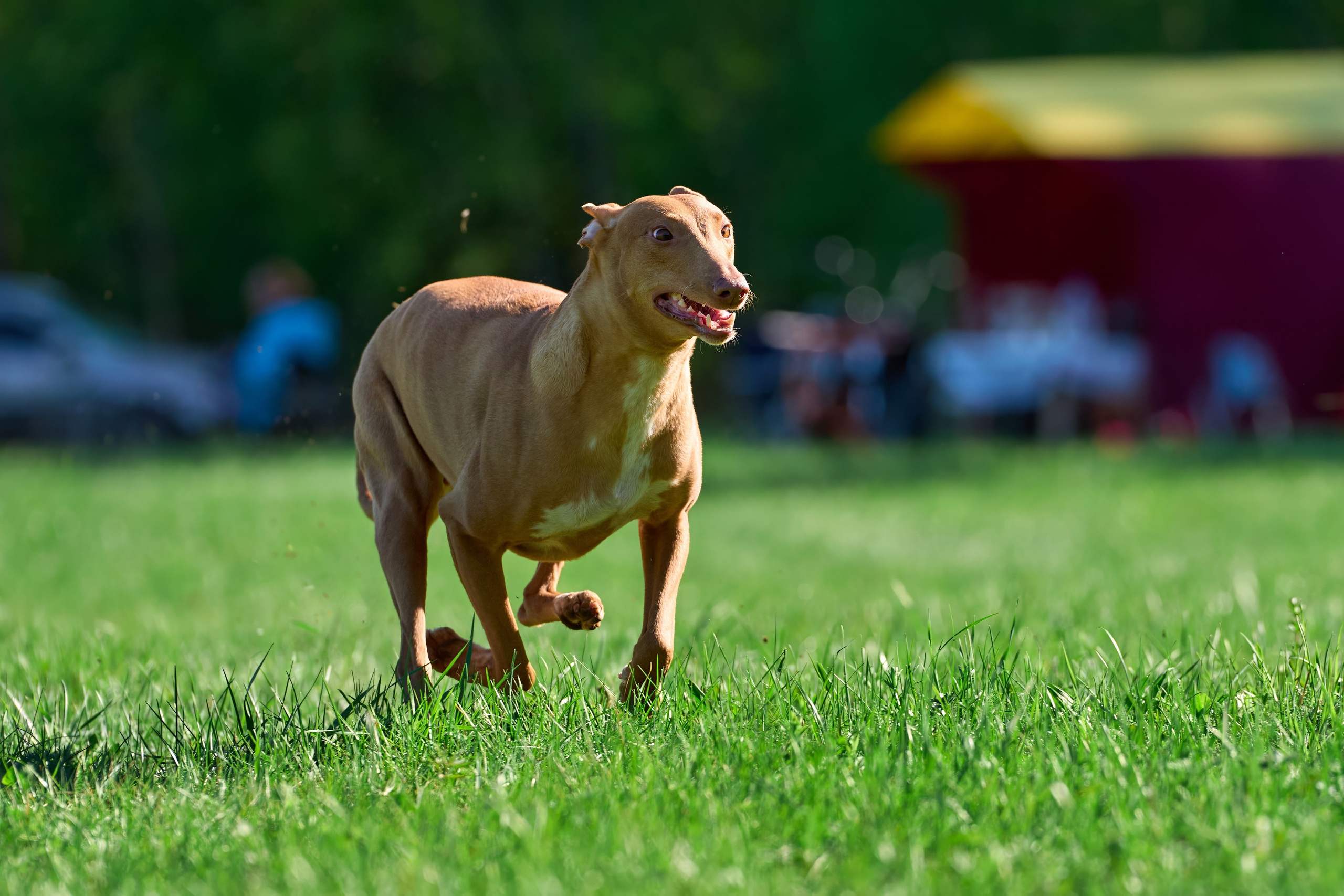 Тренировка по курсингу Донино. Фотограф-анималист Михаил Манухин