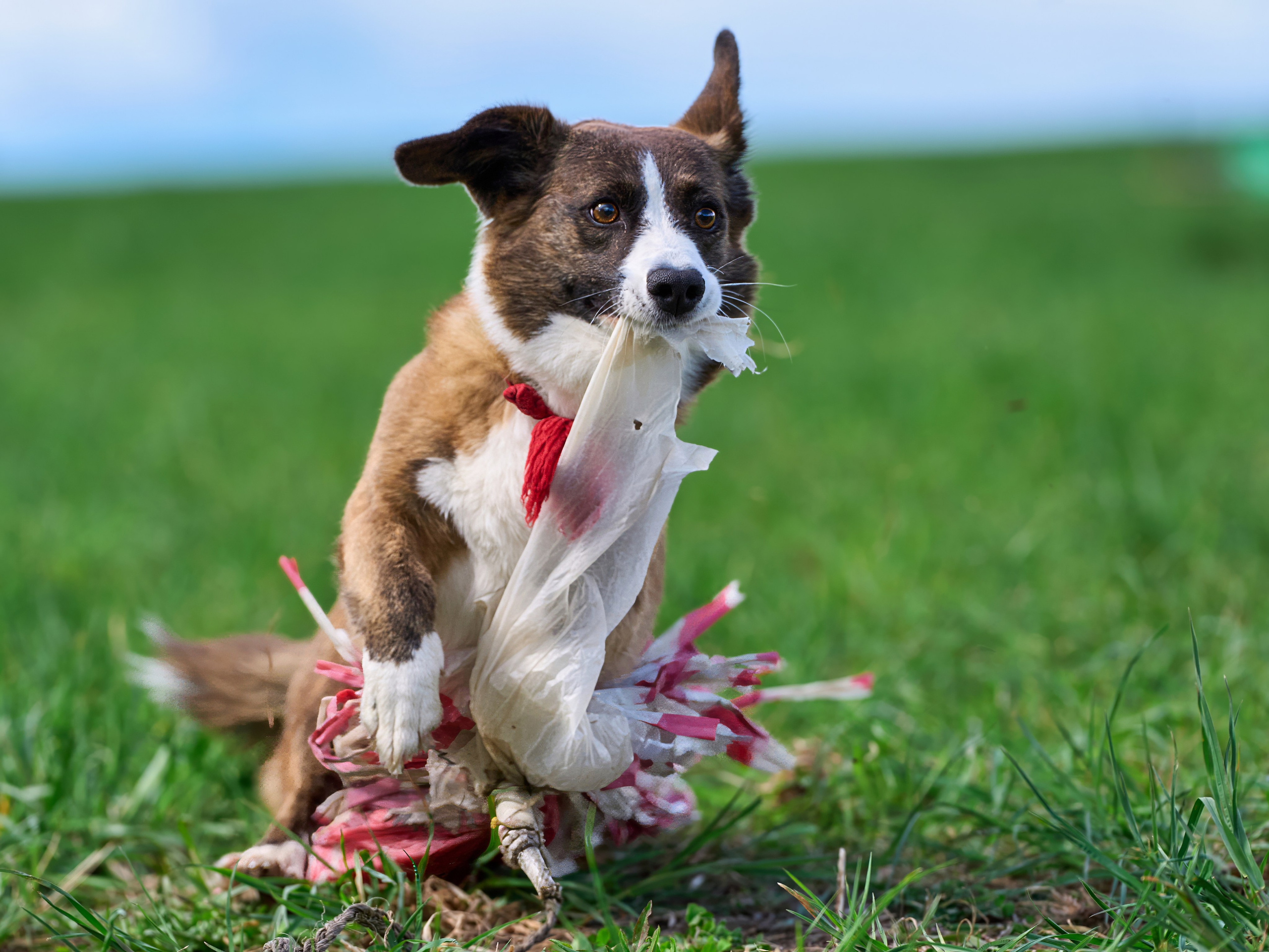 Тренировка по курсингу «на Ярославке». Фотограф-анималист Михаил Манухин