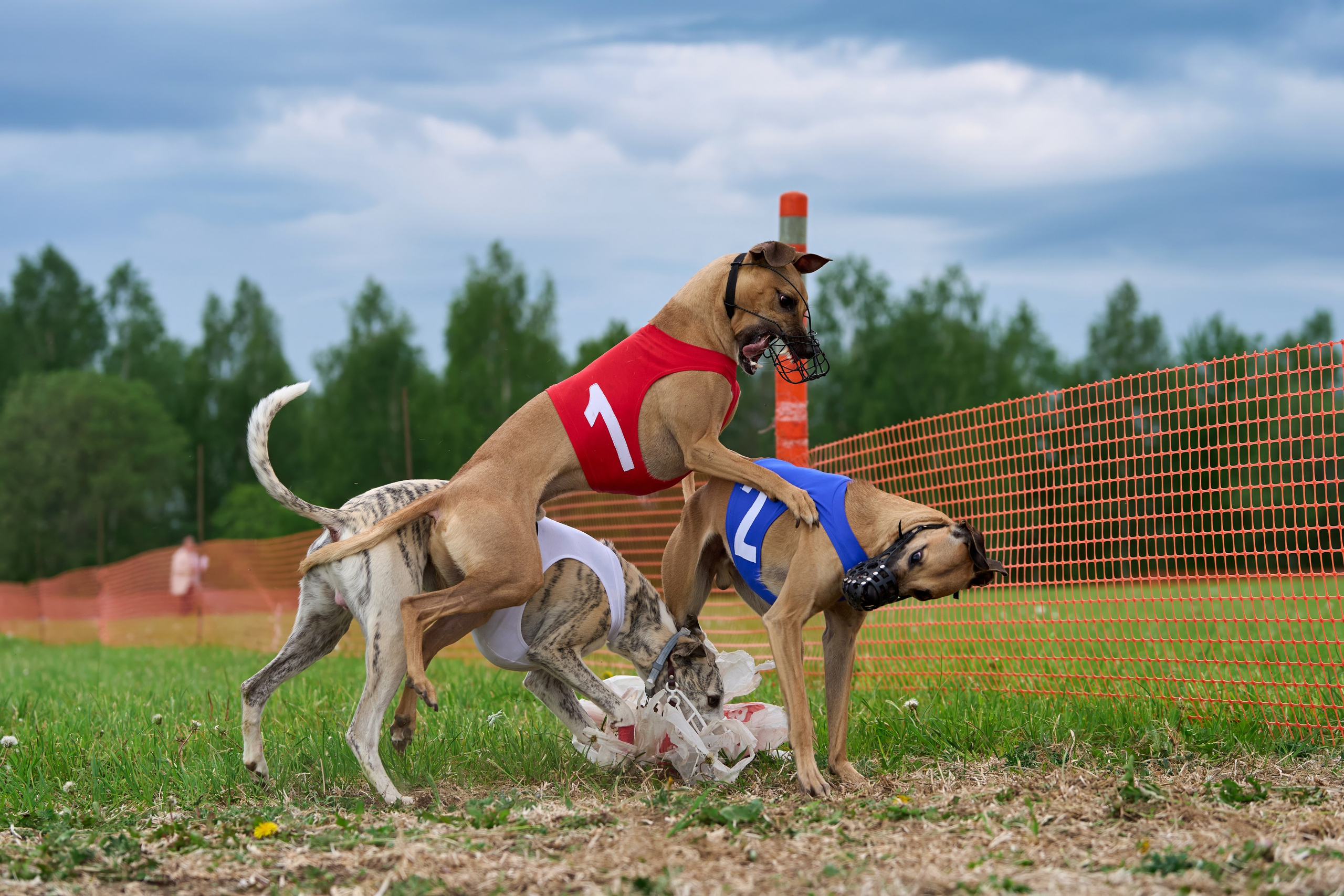 Квалификация по рейсингу. РАЛББ и Курсинг на Ярославке. Фотограф-анималист Михаил Манухин