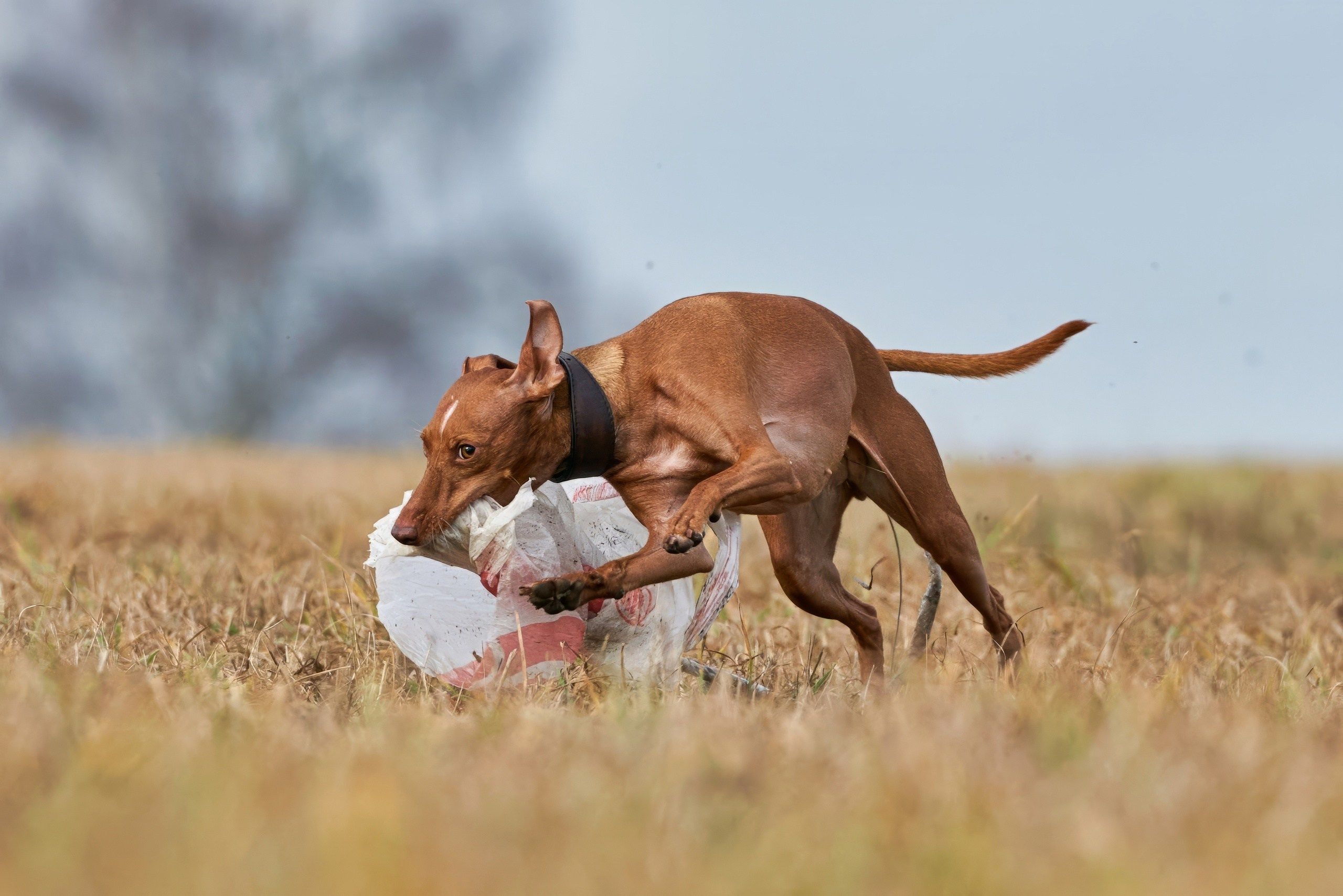 Состязания свор «Тройки». Фотограф-анималист Михаил Манухин