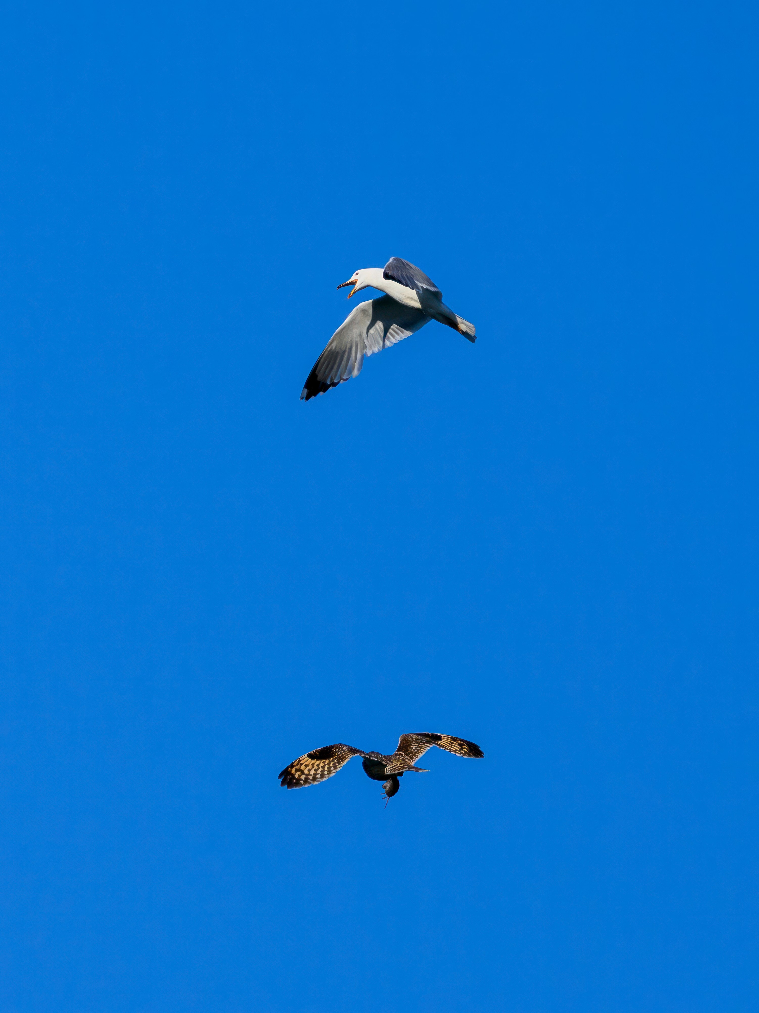 Охота сов и разбой средь бела дня!. Wildlife photography by Sergey Puponin