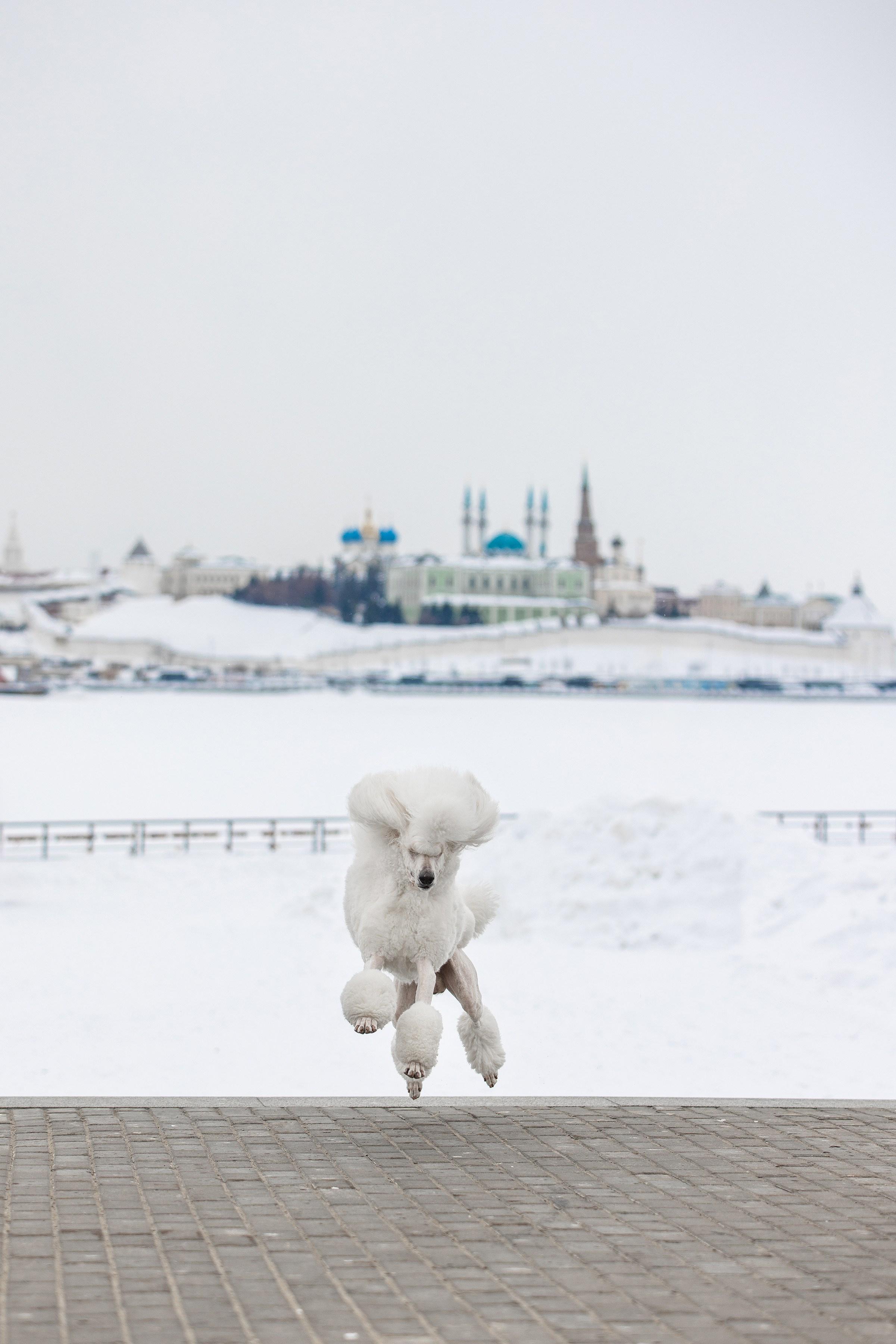 Фотограф Алена Звездина