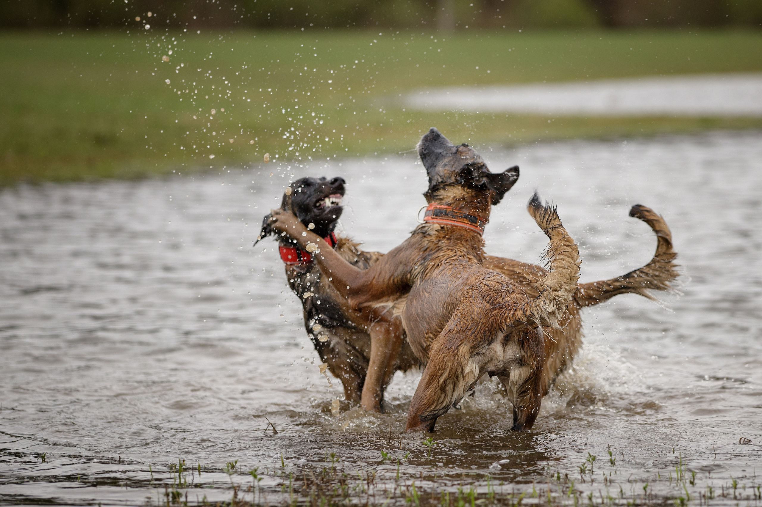 Рапира, Гудди и Вельвет. Фотограф-анималист в Калуге Мария Шерскова