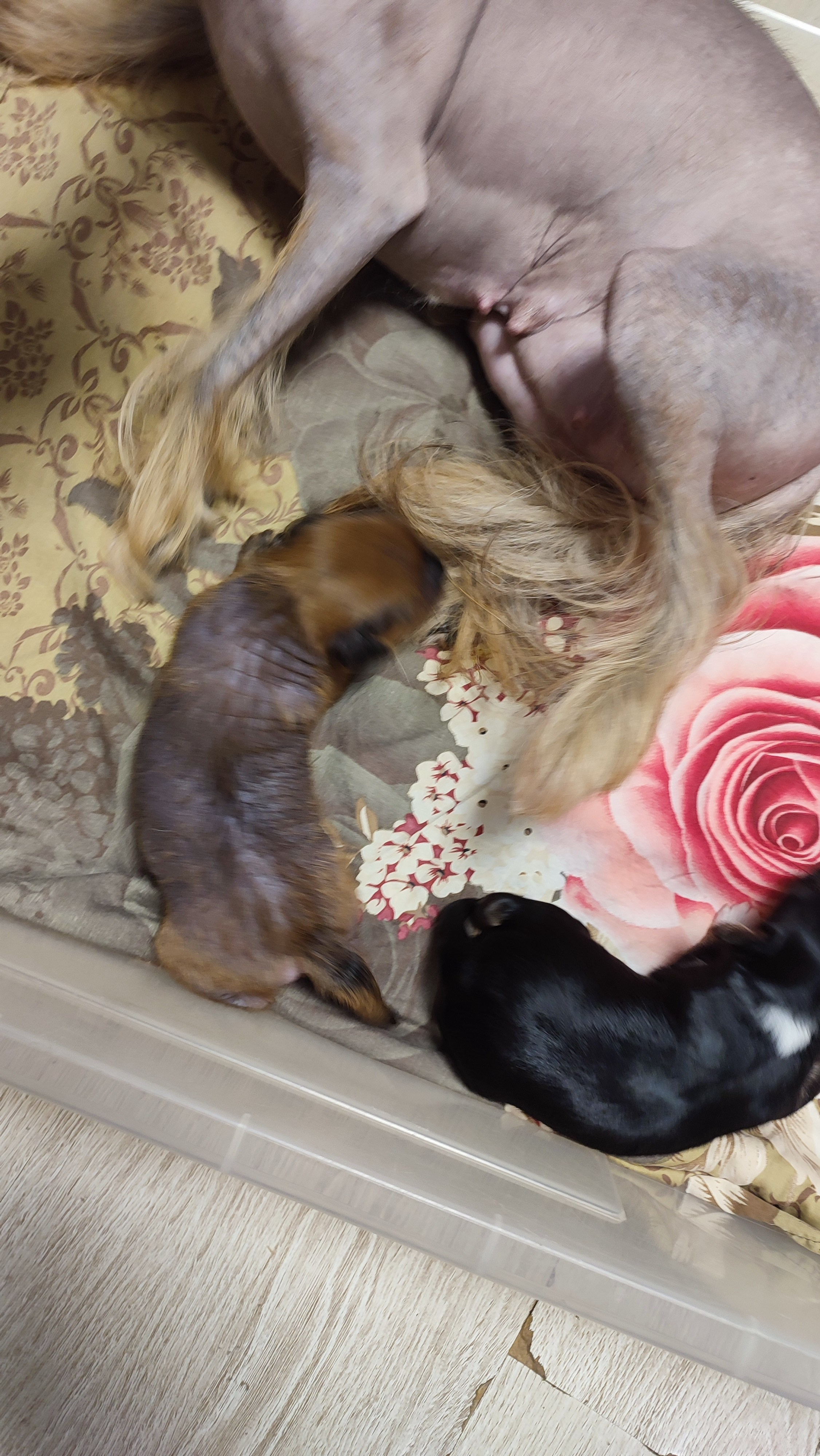 😊💋 Мы открыли глазки. Питомник китайских хохлатых собак Poale Ell: купить щенка