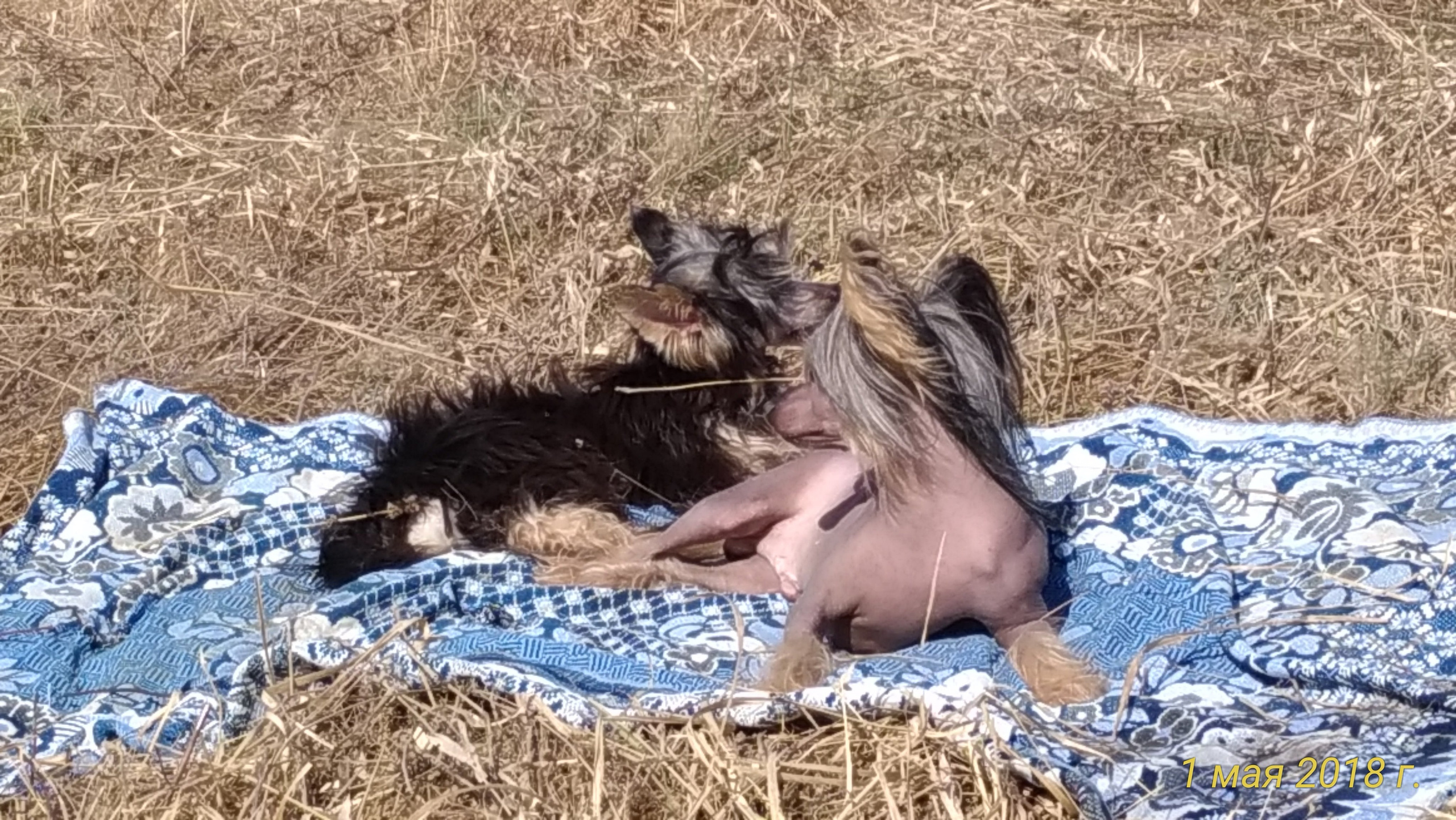 Adventure May 1, 2018 or a nursery on a walk. Chinese Crested Dog Kennel Poale Ell