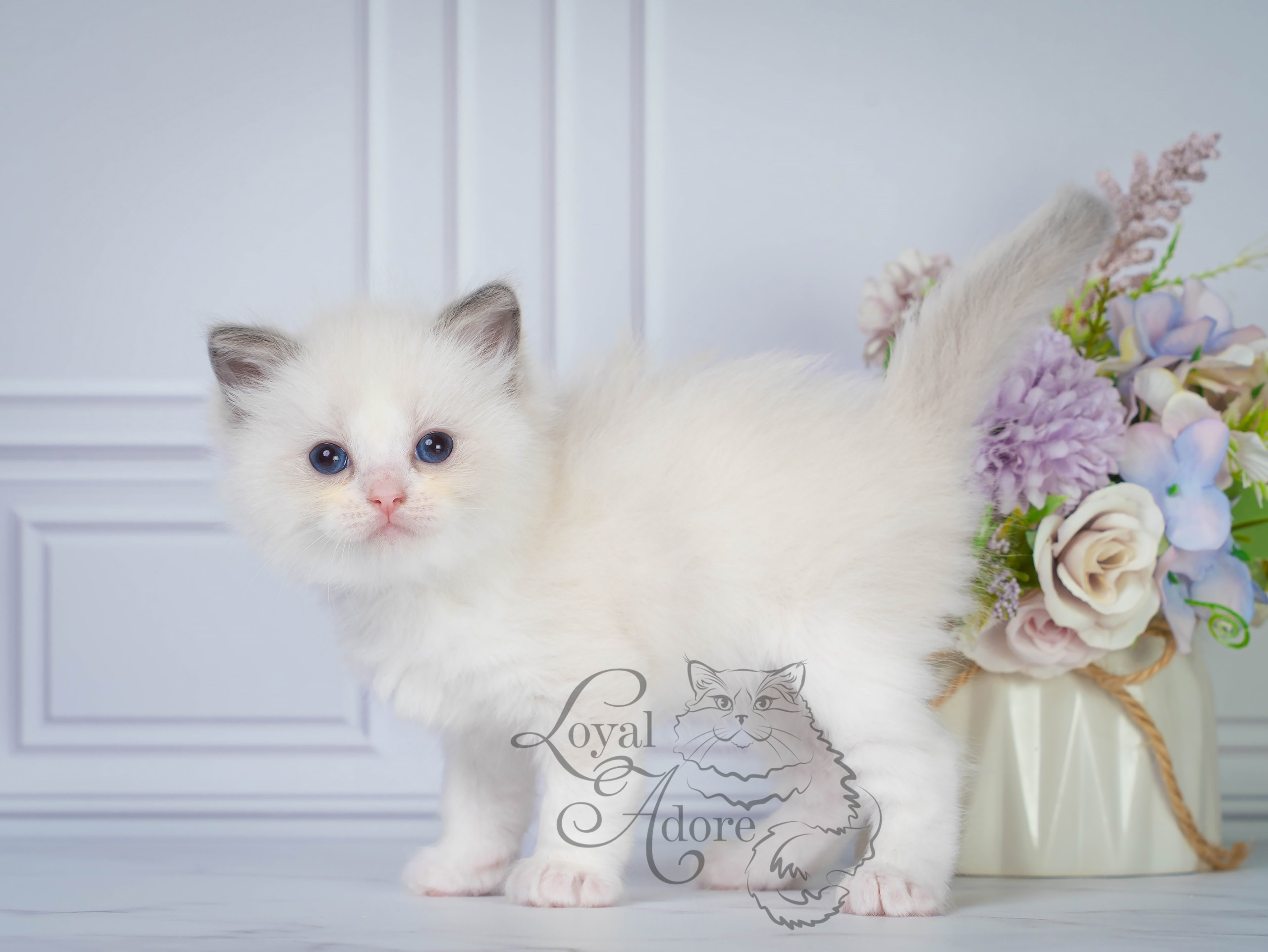 Все свободные котята. Питомник рэгдолл Loyal Adore