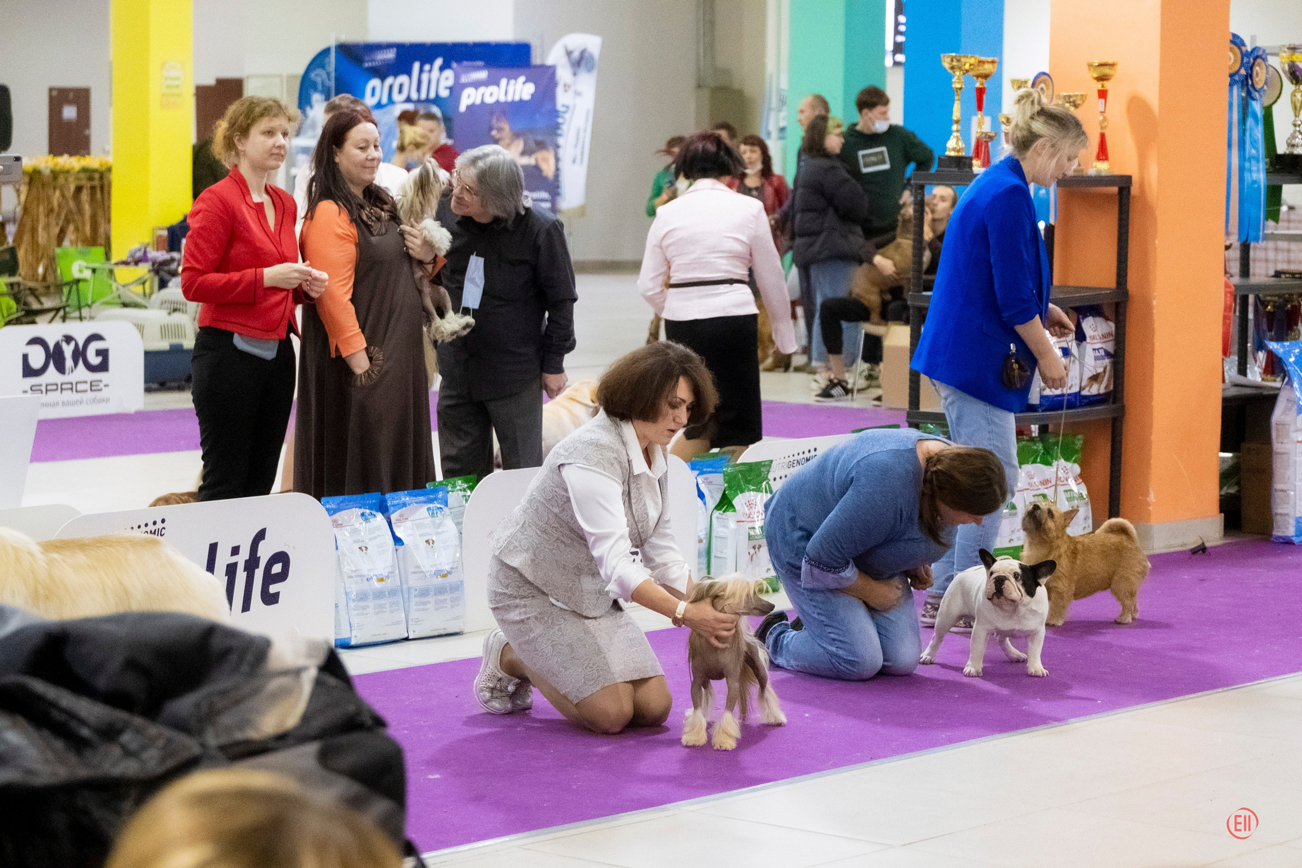 Poale Ell Cooper. Chinese Crested Dog Kennel Poale Ell