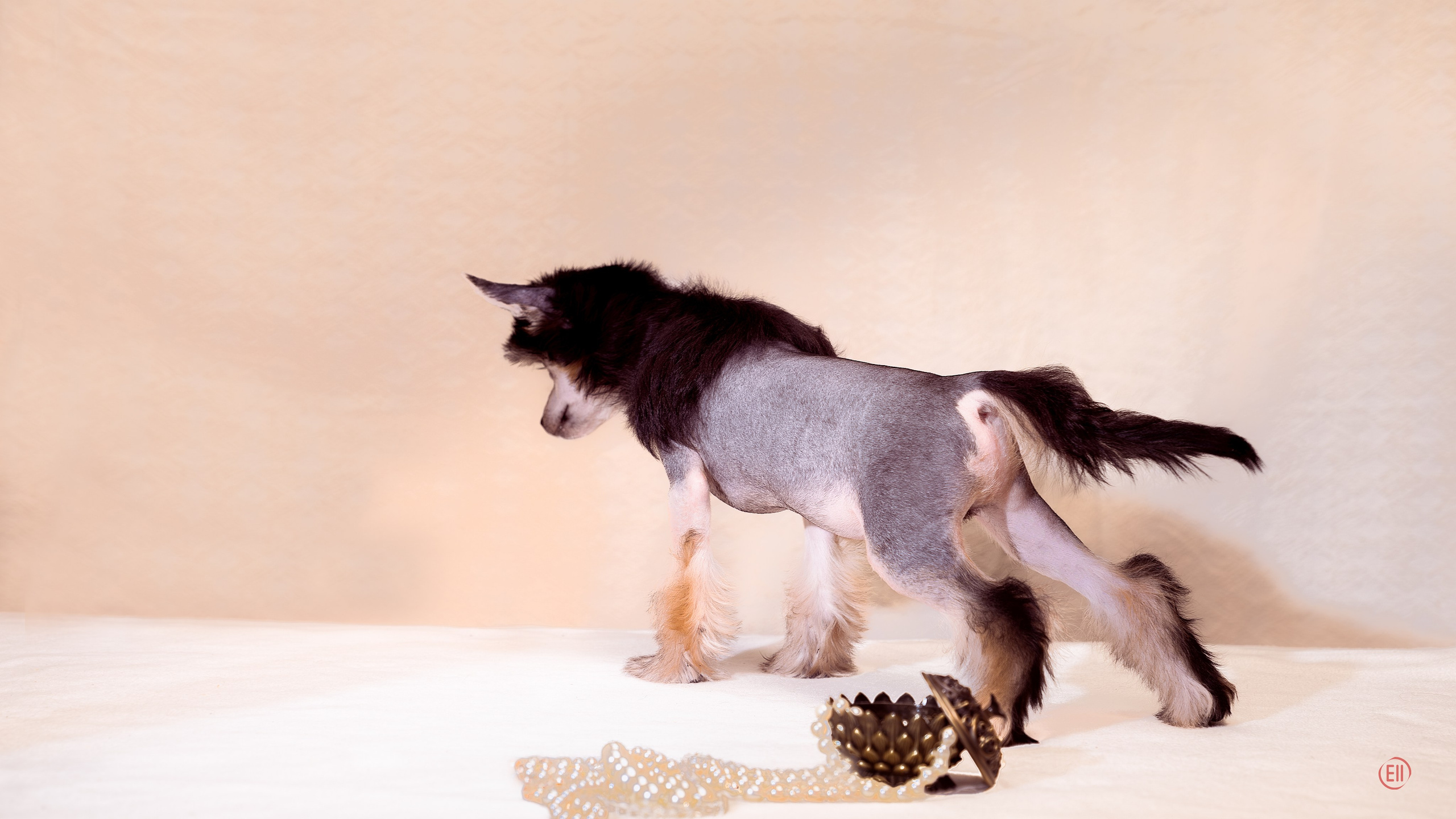 First photo session of the litter “F” of the Laisan Island kennel. Chinese Crested Dog Kennel Poale Ell