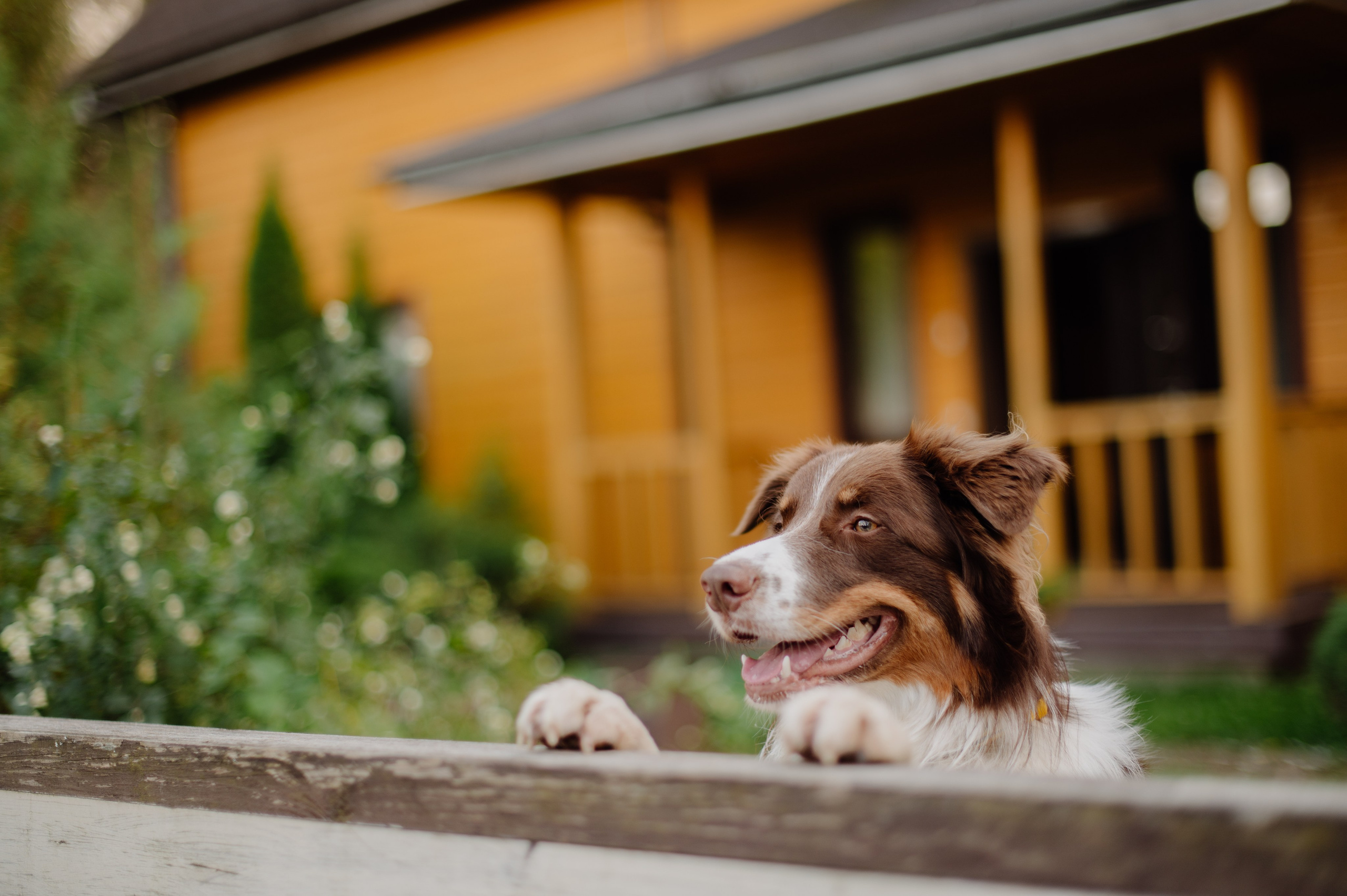 PET-FRENDLY. Организация свадеб и вечеринок