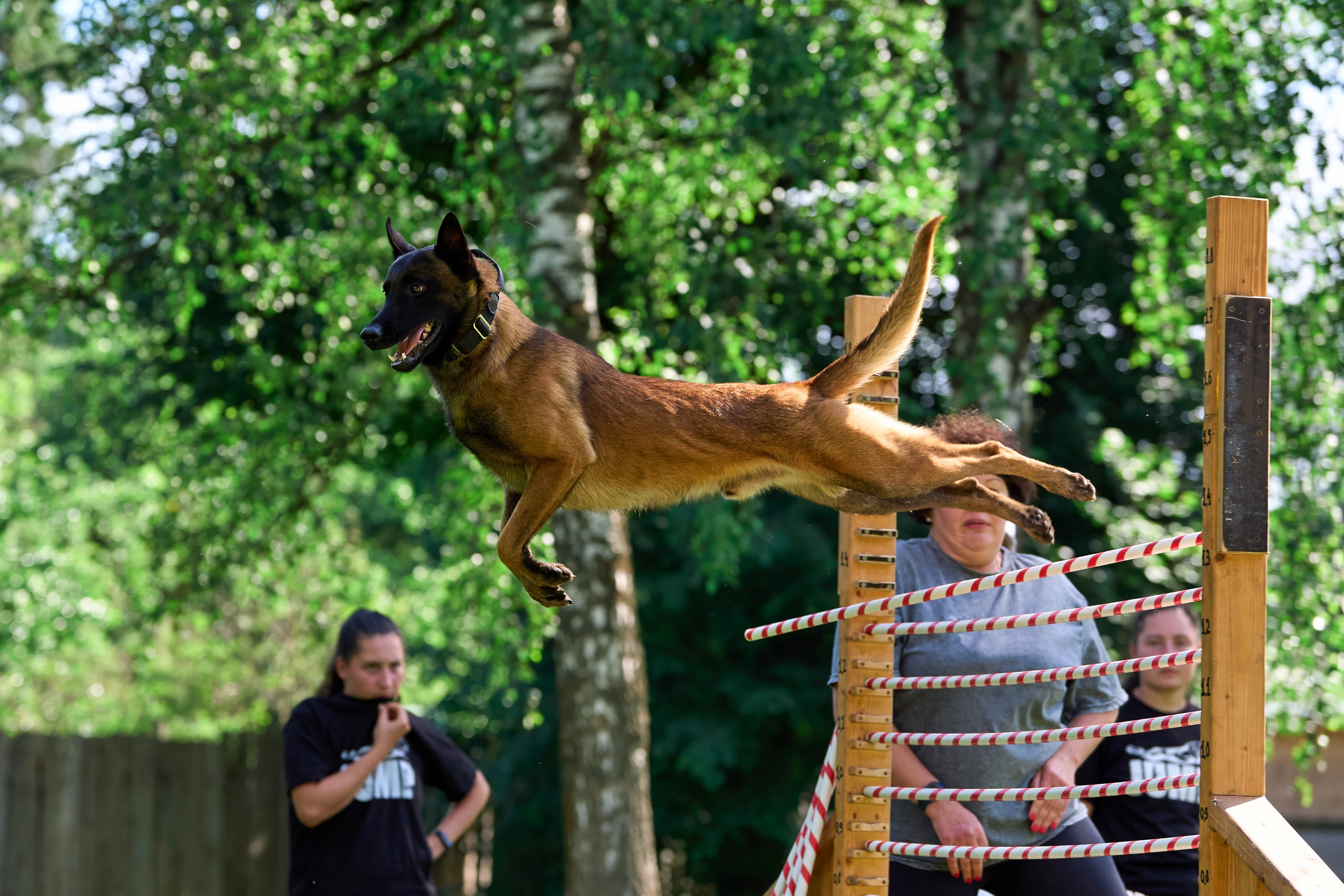 Двухдневные соревнования «Jump'n'Gym Fest — 2024». Фотограф-анималист Михаил Манухин