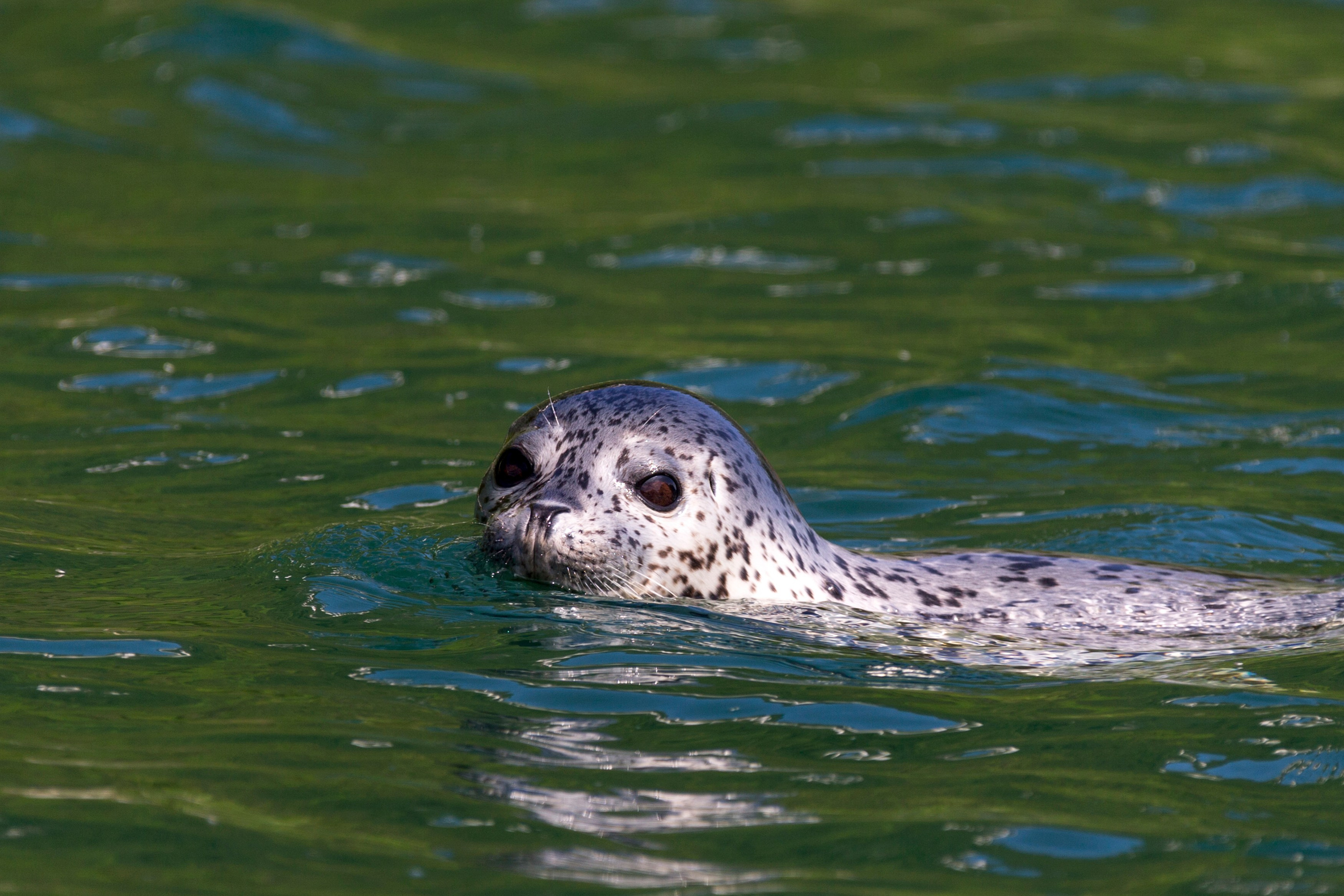 Мыс Зелёный — вулканические скалы и океанские виды. Время Камчатки: чтобы найти свой путь, нужно скорость умножить на время