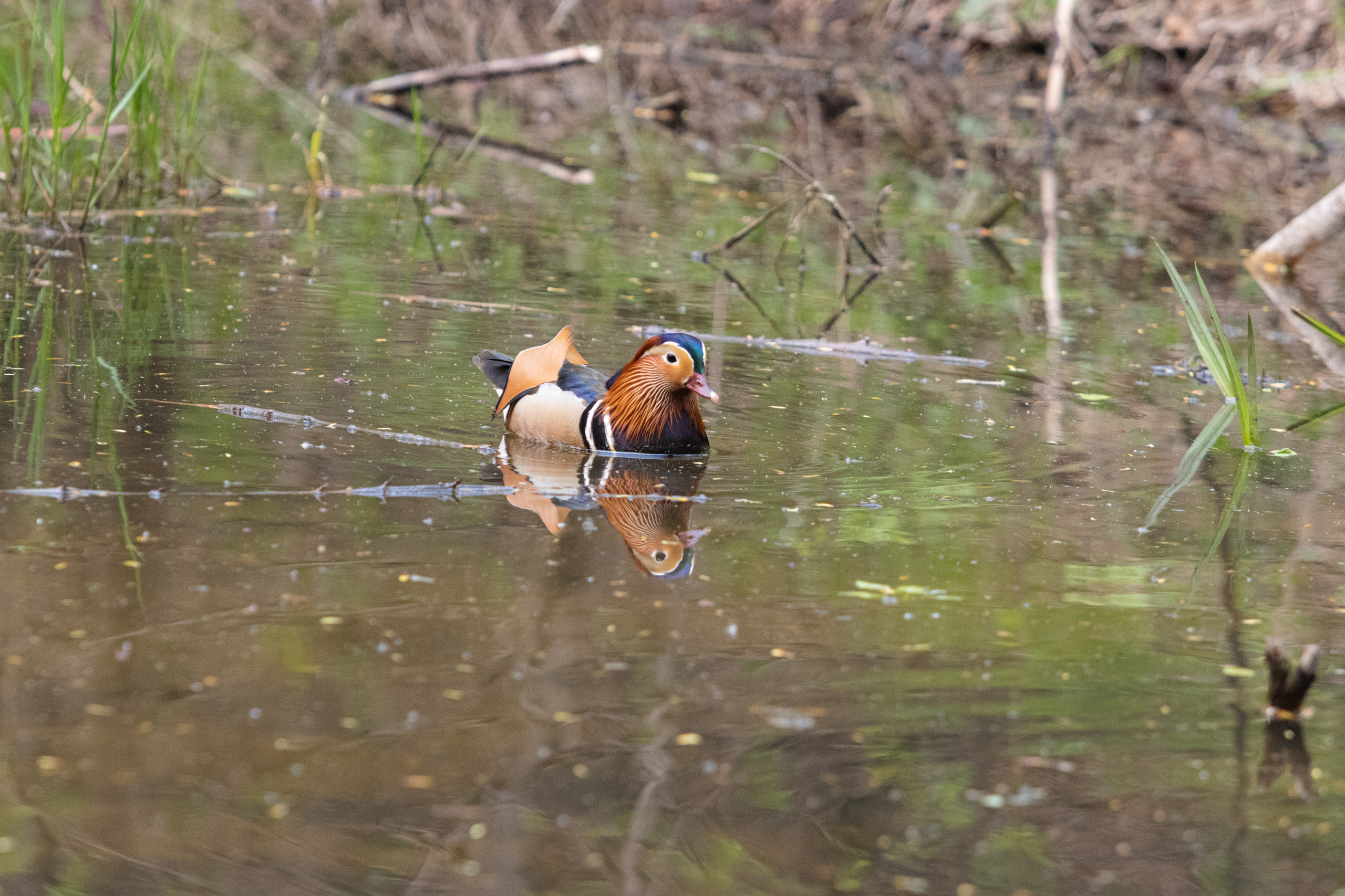 Утки Мандаринки. Дальний Восток — природа и достопримечательности