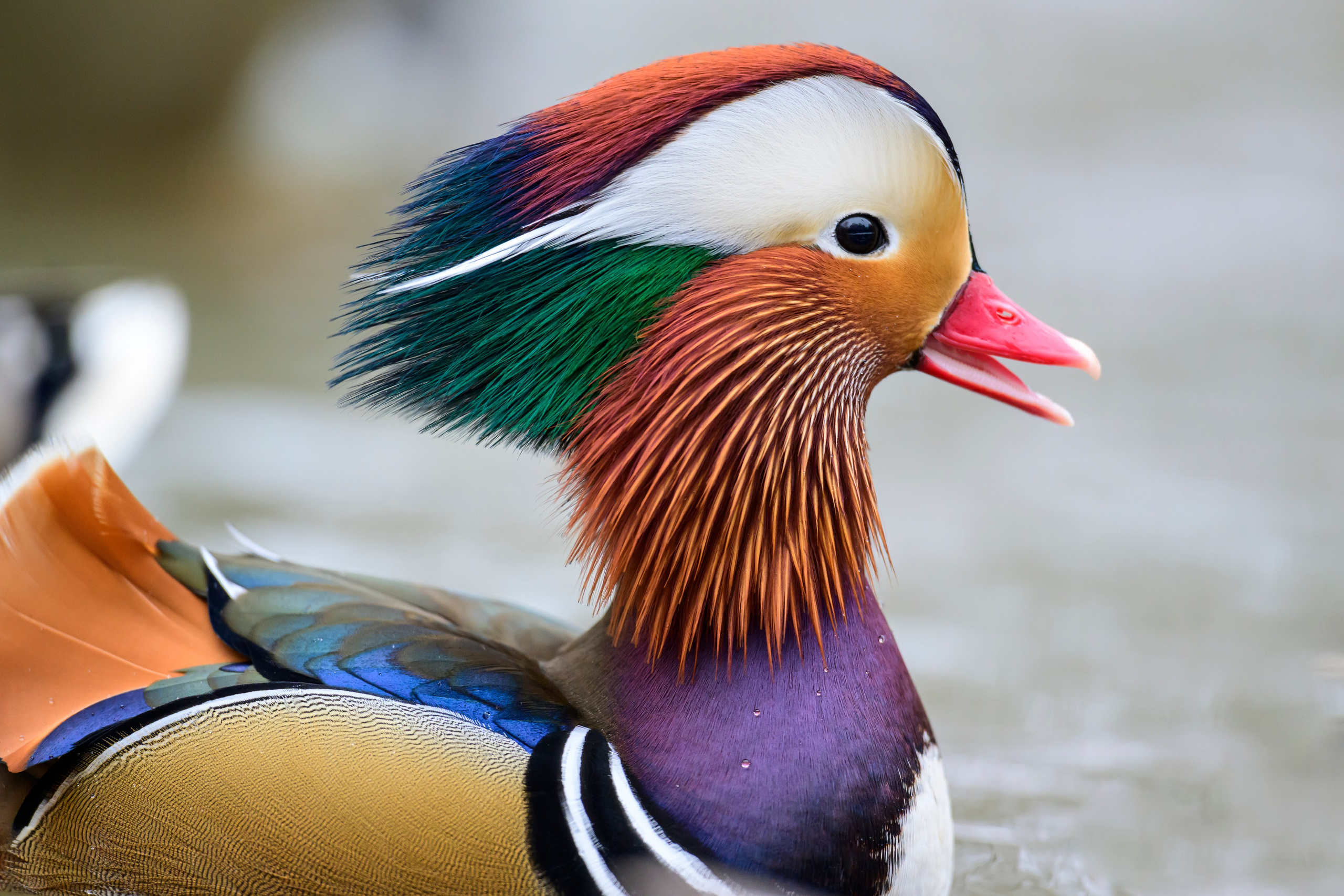 Мандаринки. Mandarin ducks. Фотограф Сергей Пупонин