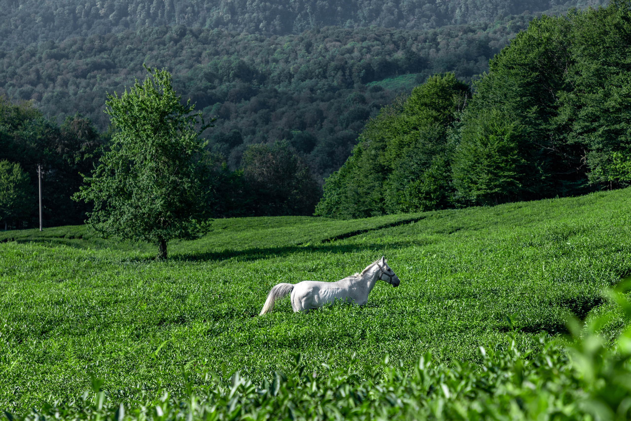 Чайные плантации Мацеста