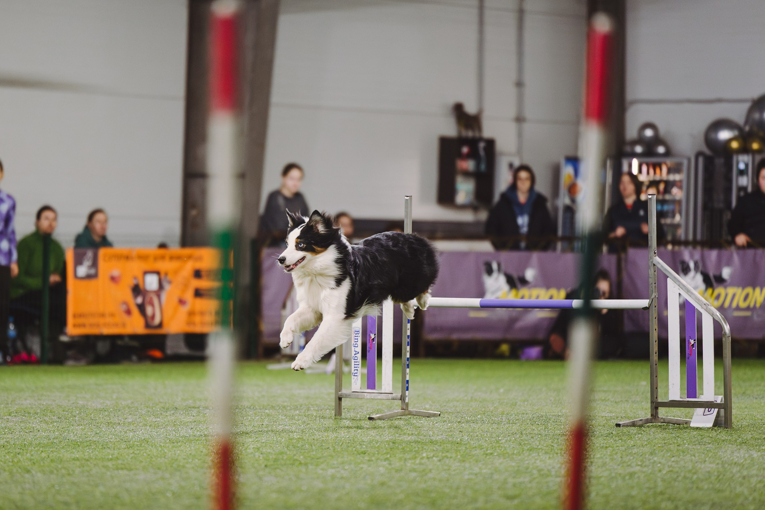 Гелий. BLGKV питомник собак
