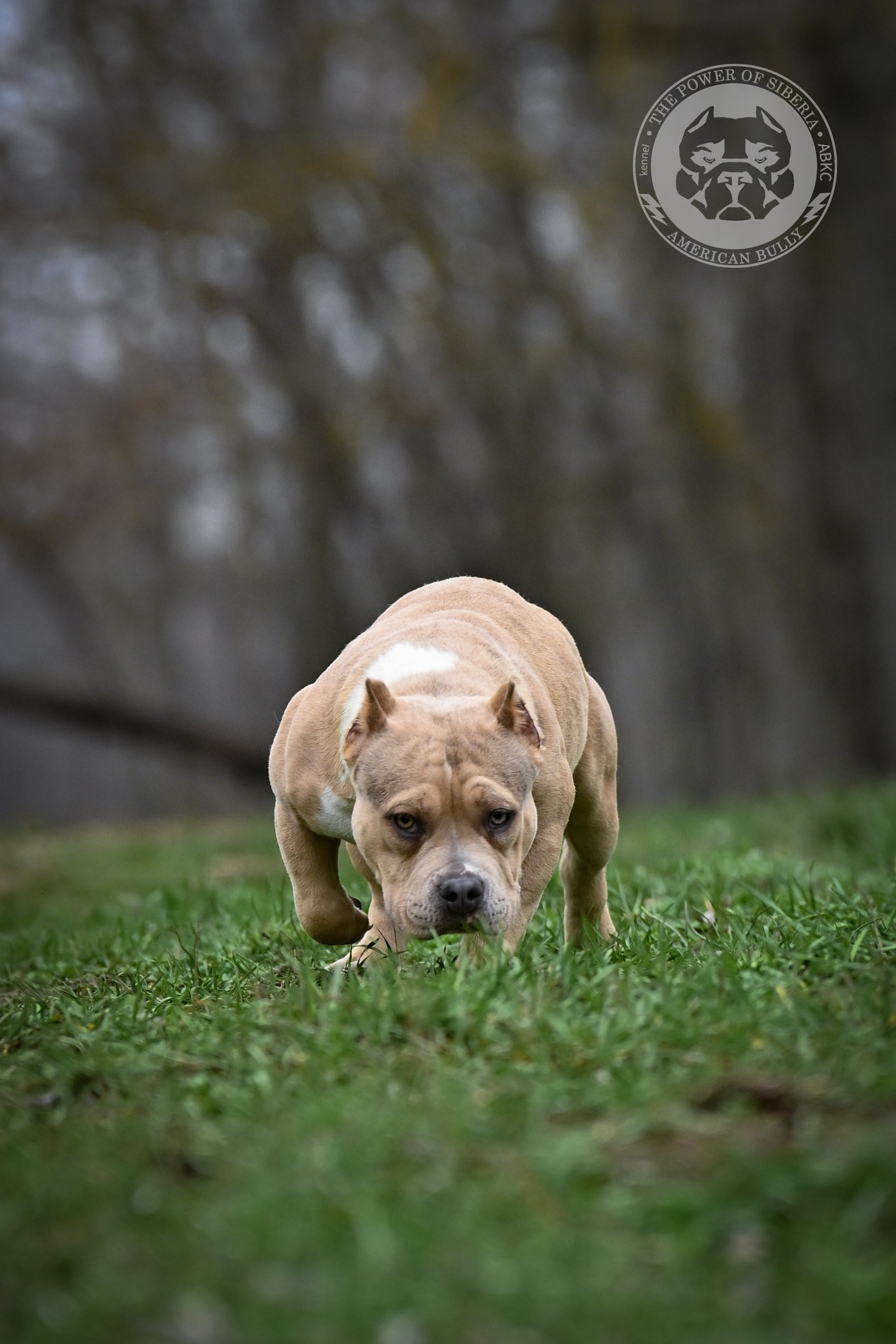 Все свободные щенки. Американский Булли в г. Ростов-на-Дону. Питомник THE POWER OF SIBERIA
