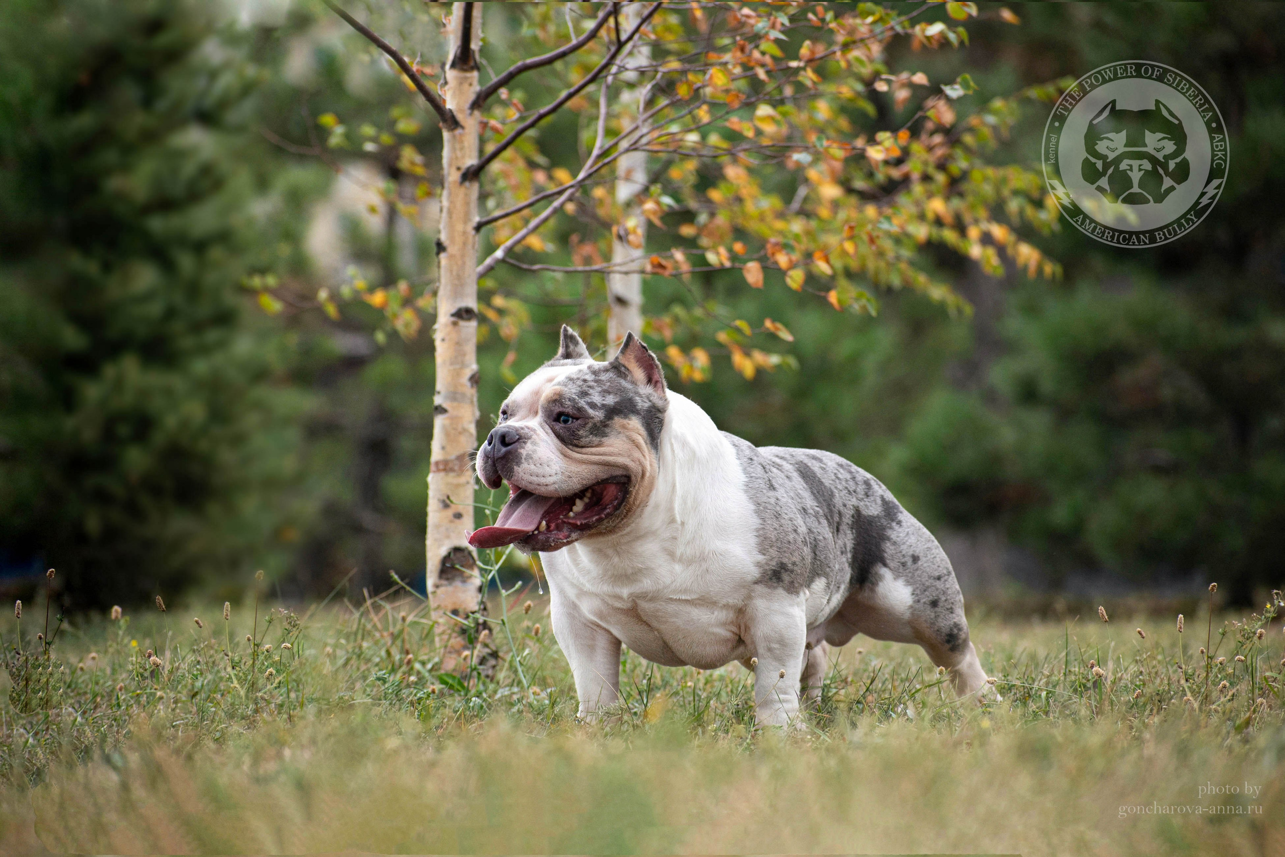 производитель булли покет в мраморном окрасе голубой триколор Каспер