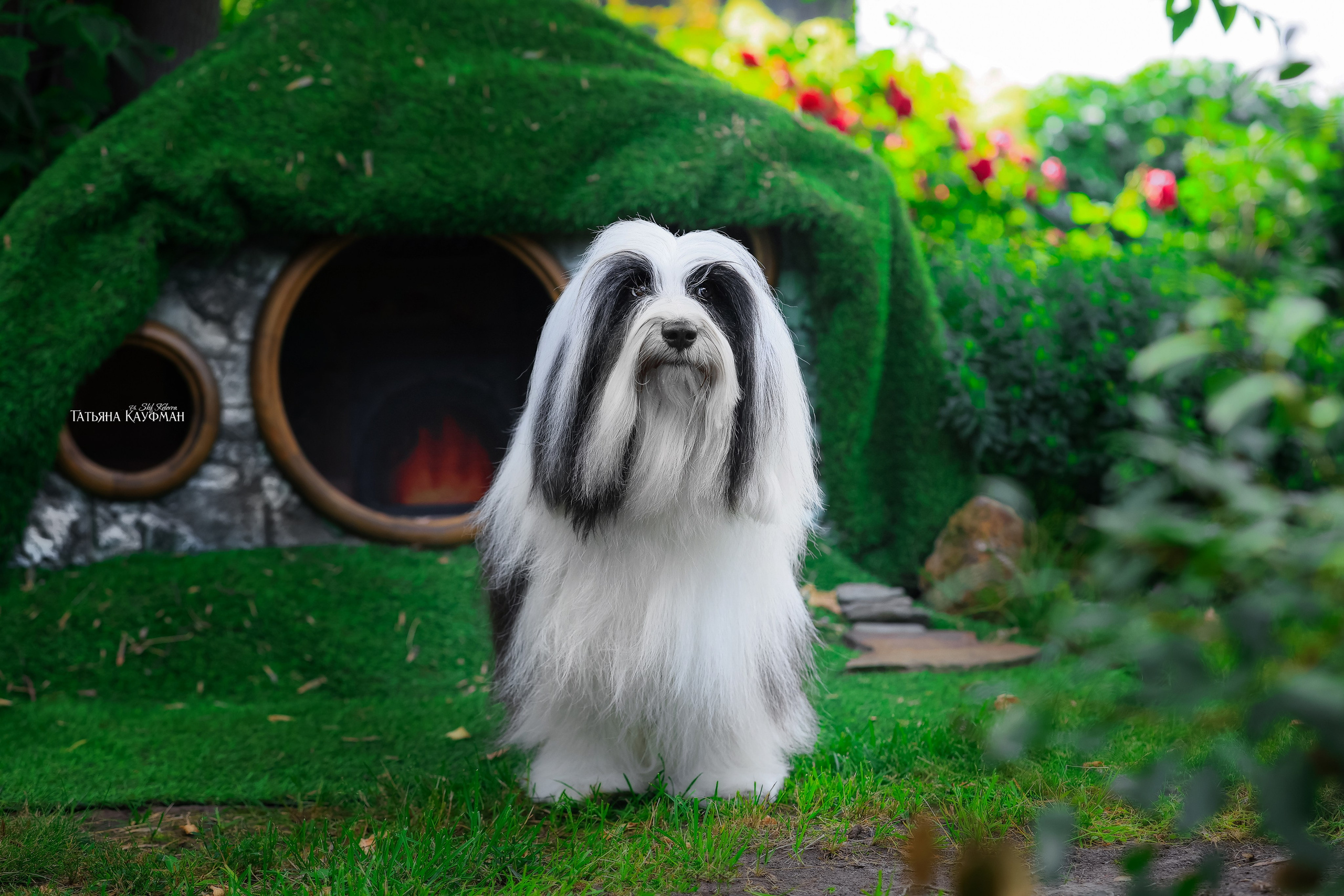 Тибетские терьеры. Фотограф Анималист из Новосибирска Татьяна Кауфман