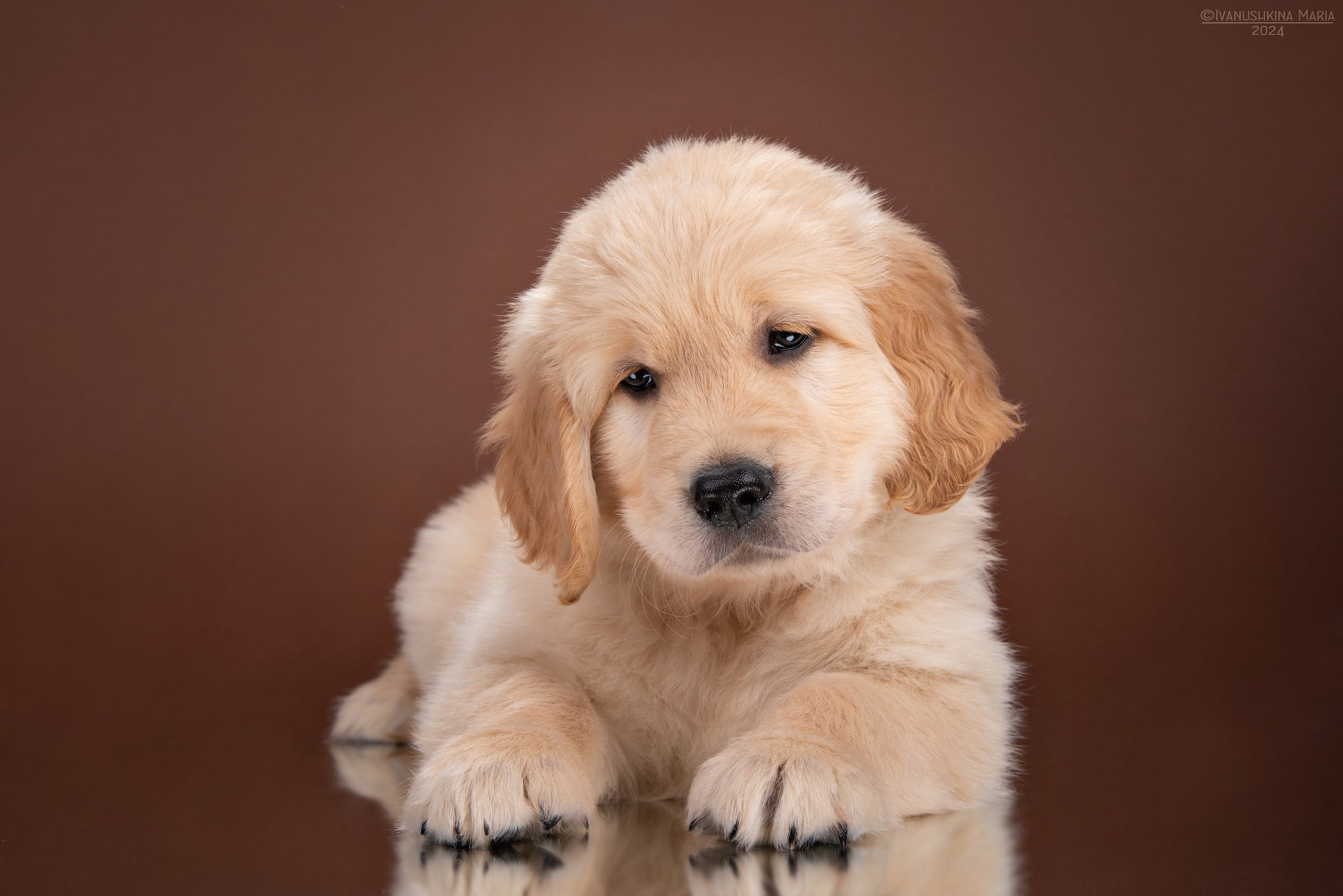 Фотосессия щенков на фонах. Фотограф собак в Москве и Московской области Иванушкина Мария