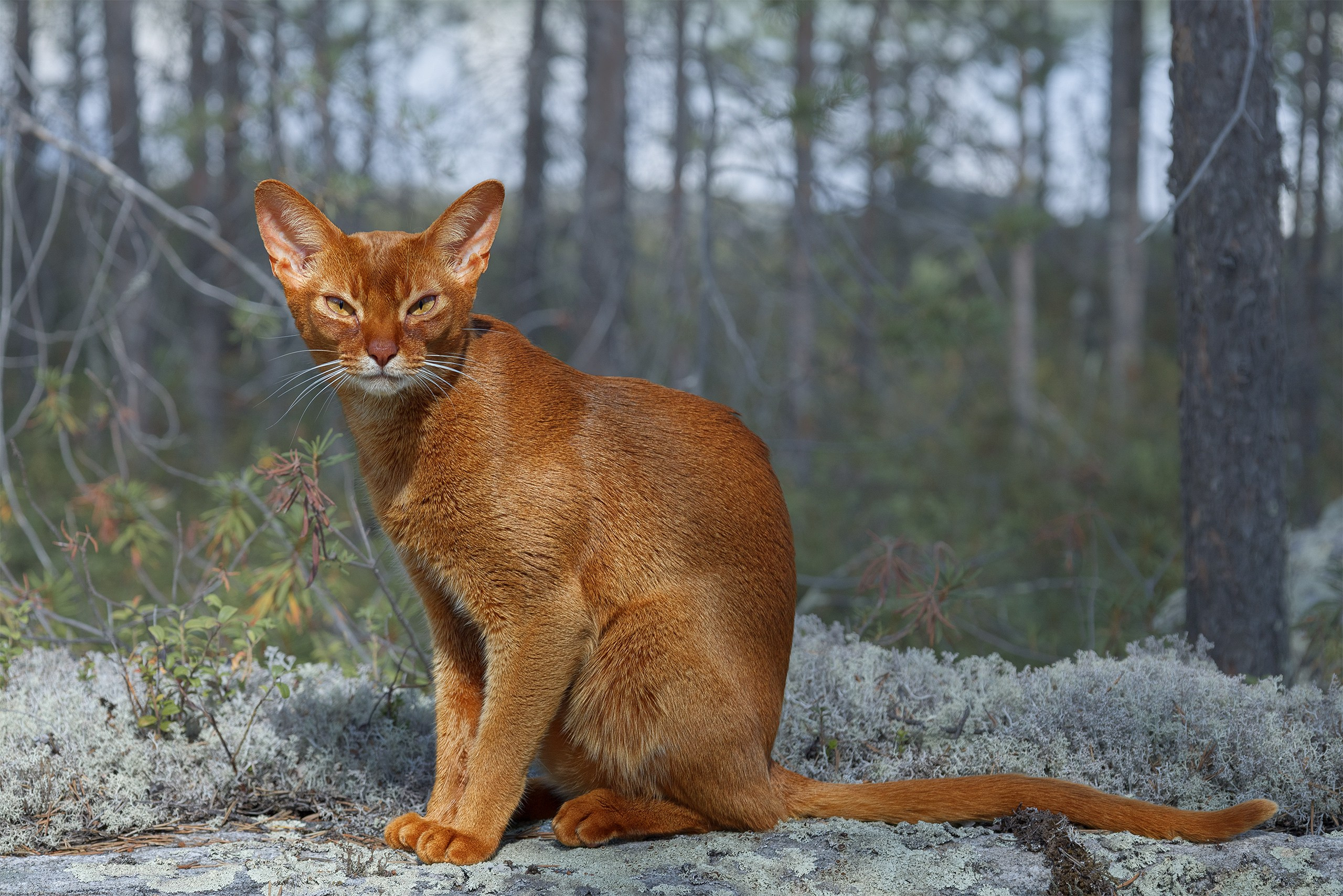 Котики. Сайт фотографа Елены Михайловой. Фотосессии на пленэре в Сестрорецке
