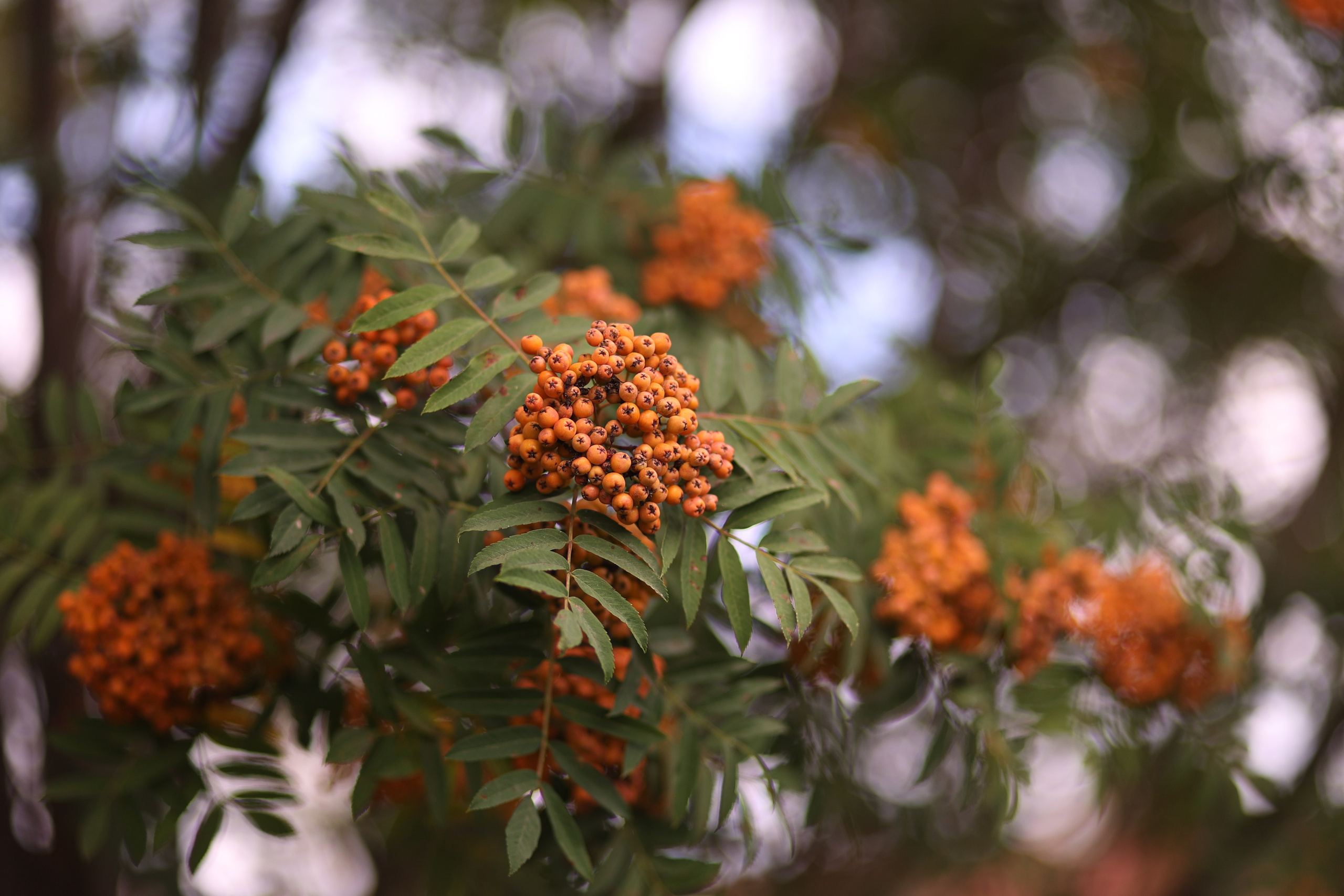 Услуги. Art my Pho