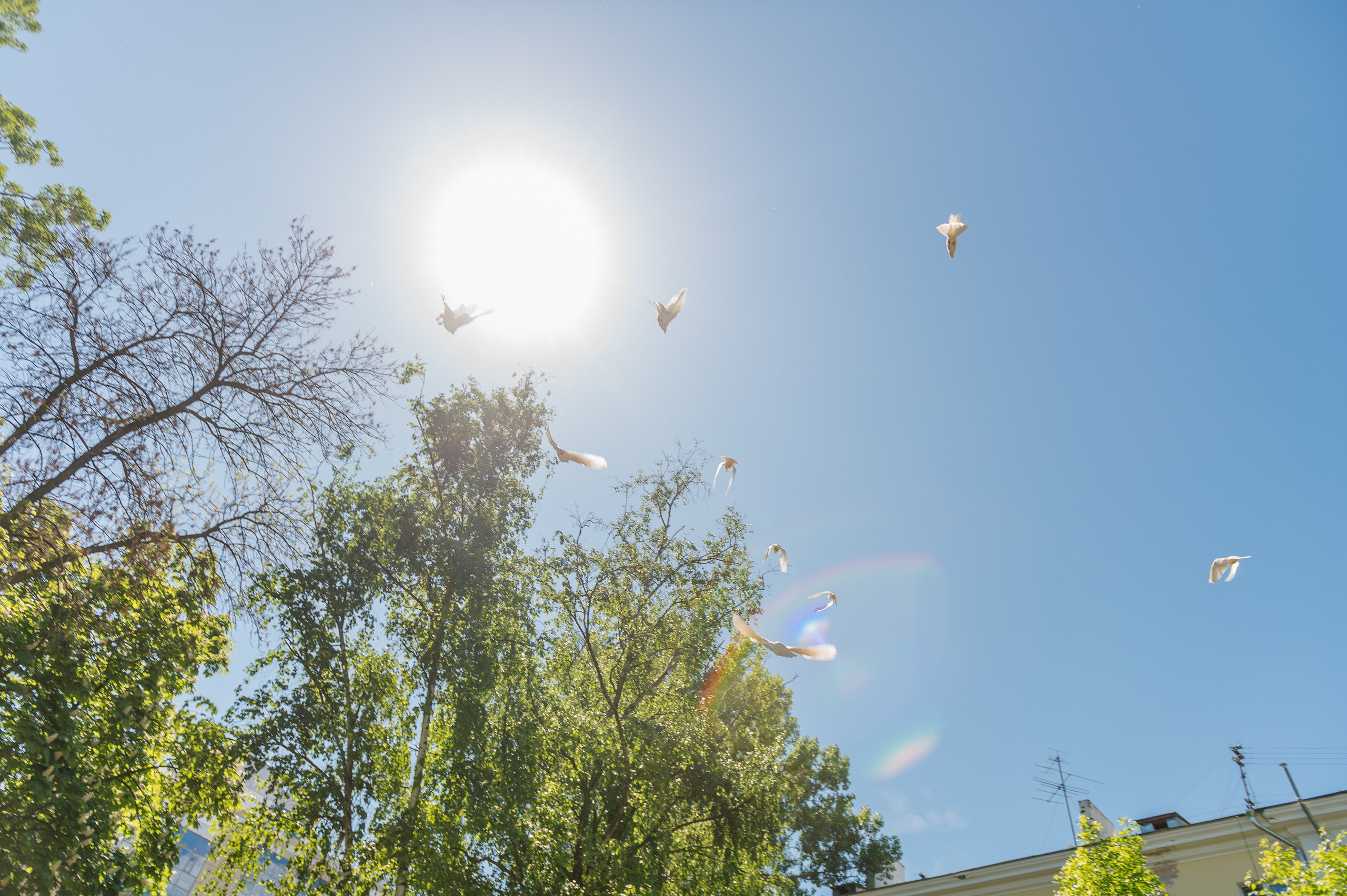 выпуск голубей на школьном выпускном