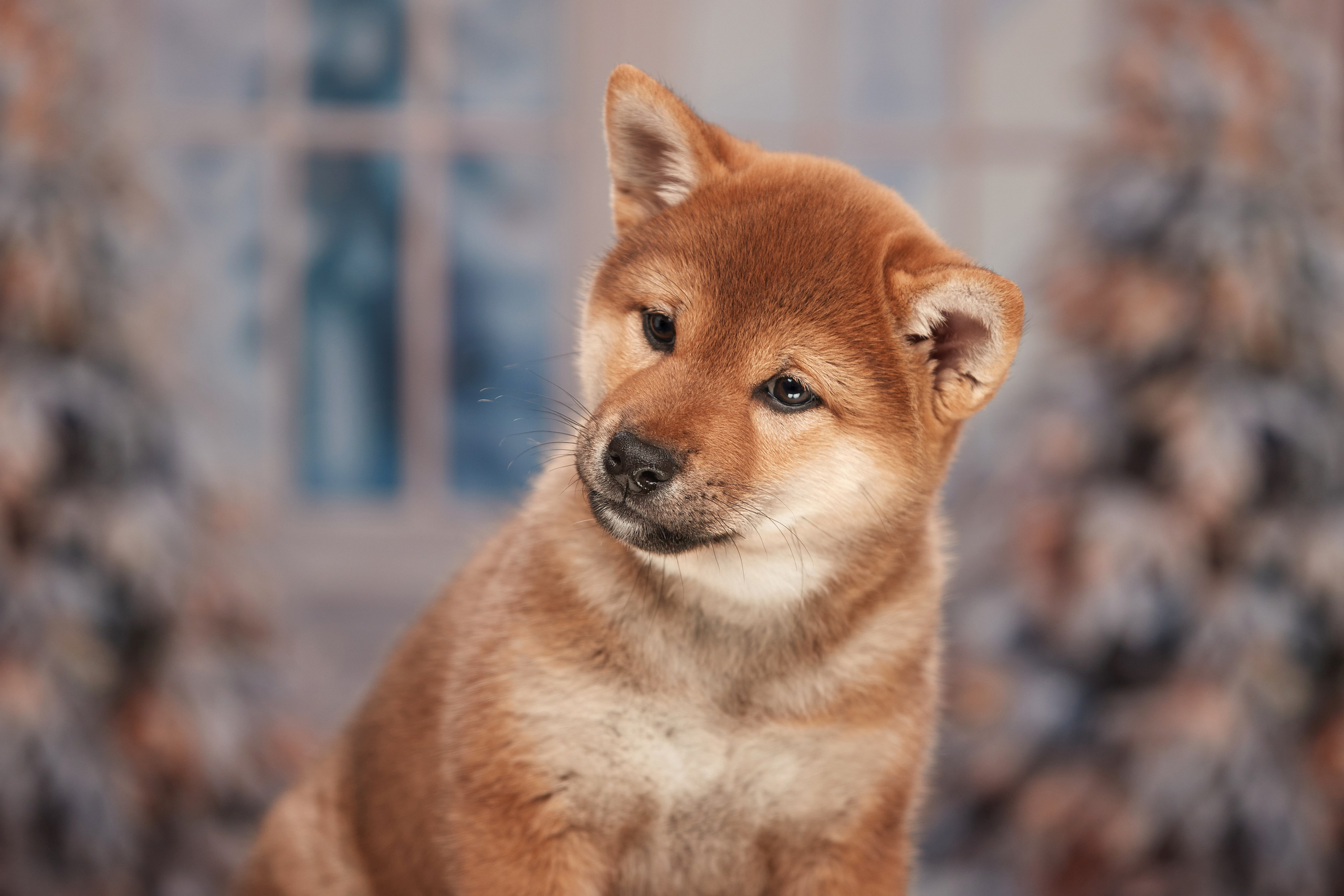 Малыши чихуахуа готовятся к Новому году. Новая коллекция праздничных фонов. ФОТОГРАФ-АНИМАЛИСТ l LANA POLYAKOVA