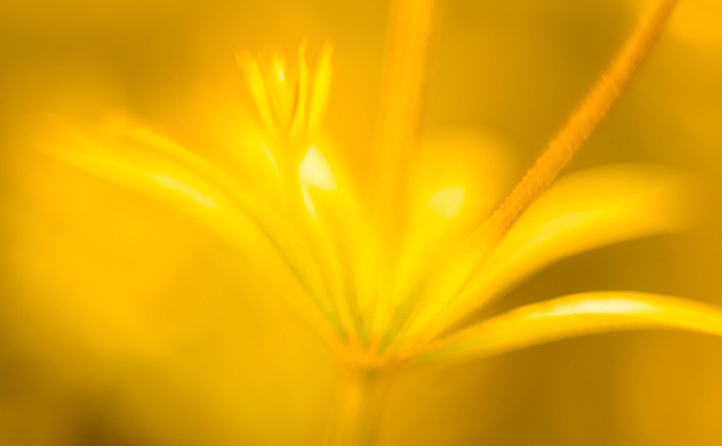 Серия «Цвет переосмыслений». Фотограф в Москве Татьяна Макотра