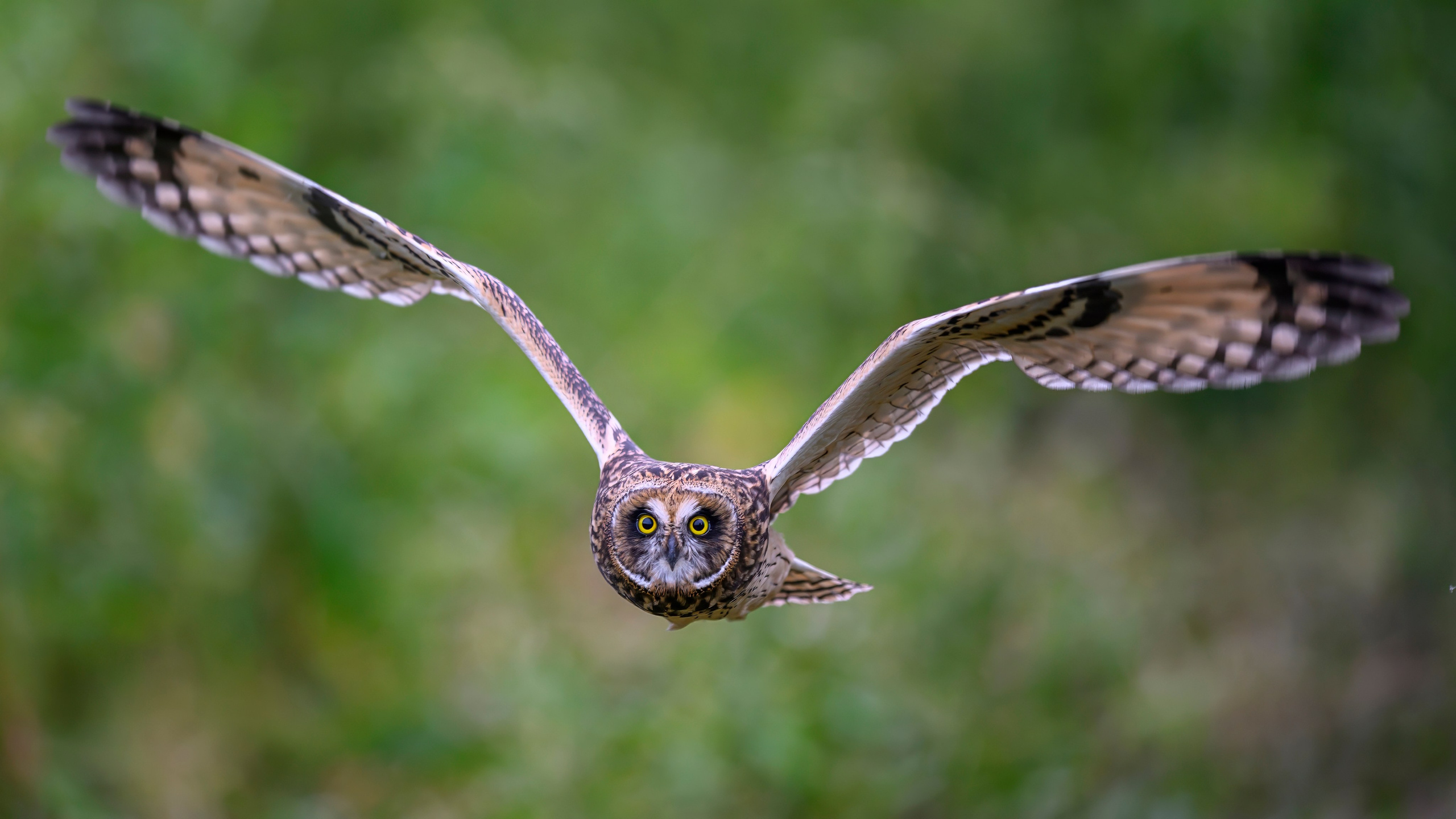 Совята и тест фотоштатива на дверь авто. Owlets and Test of DIY Window Mount. Wildlife photography by Sergey Puponin