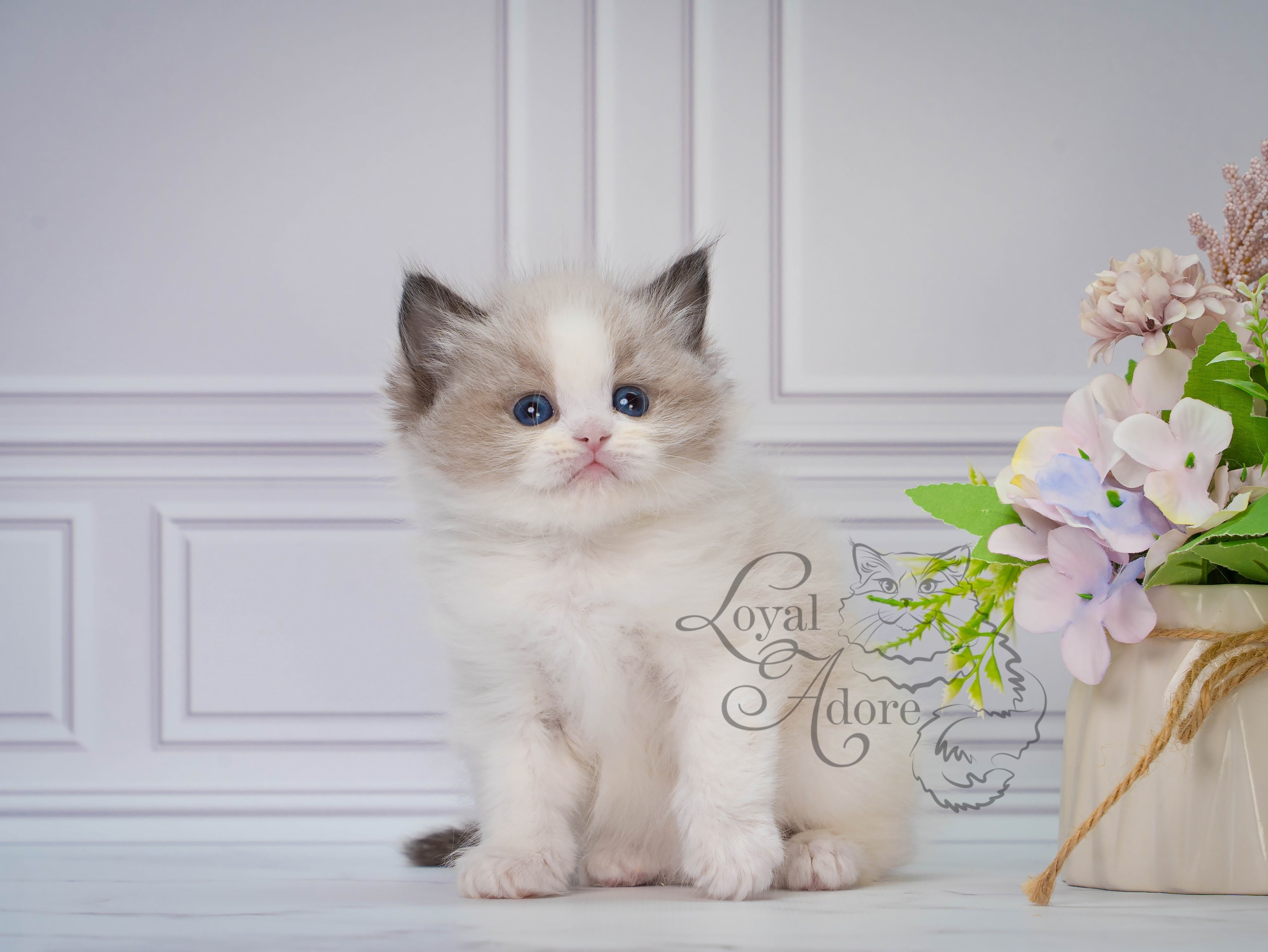 Котята рэгдолл от Loyal Adore. Питомник рэгдолл Loyal Adore