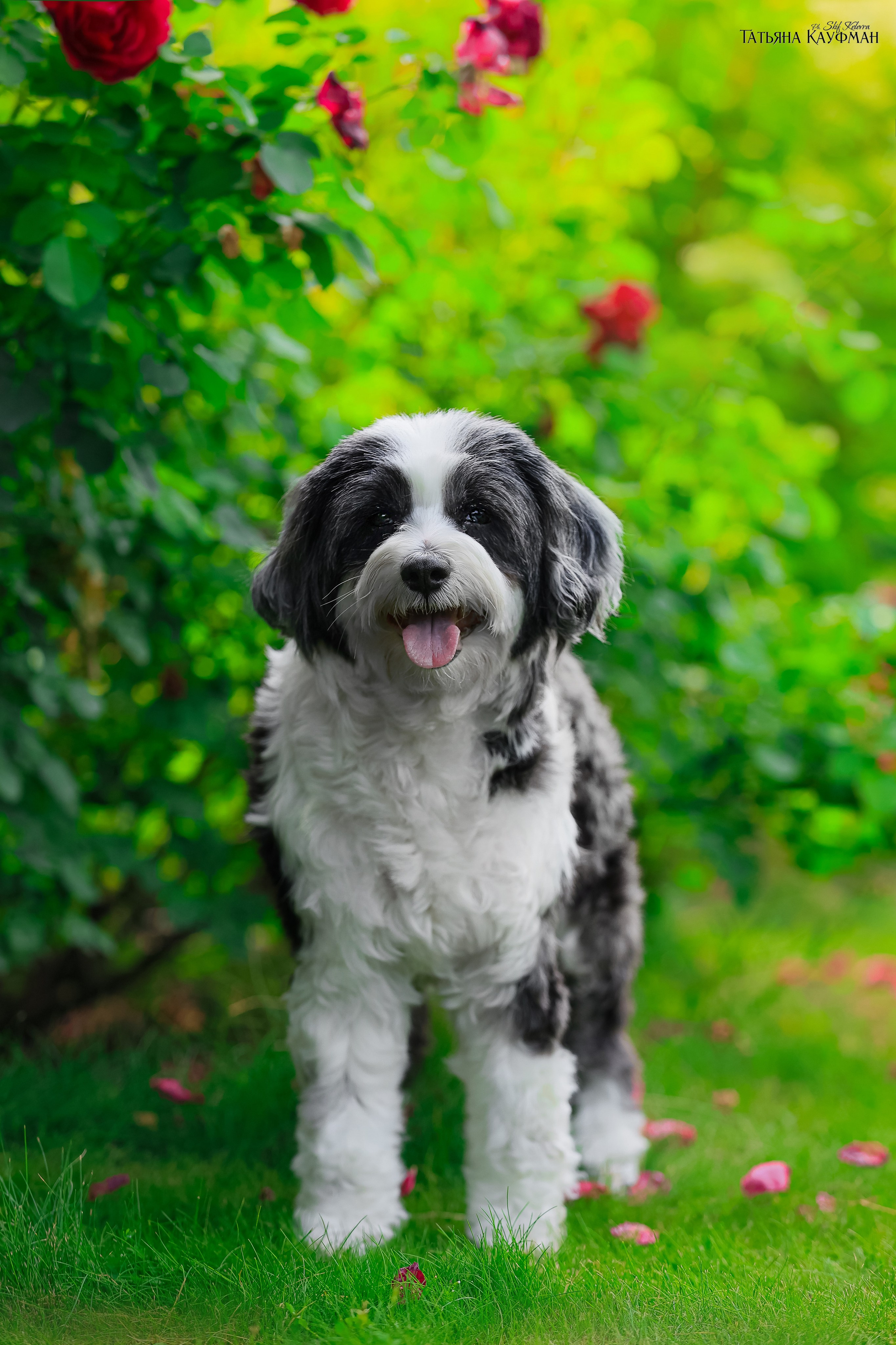 Тибетские терьеры. Фотограф Анималист из Новосибирска Татьяна Кауфман