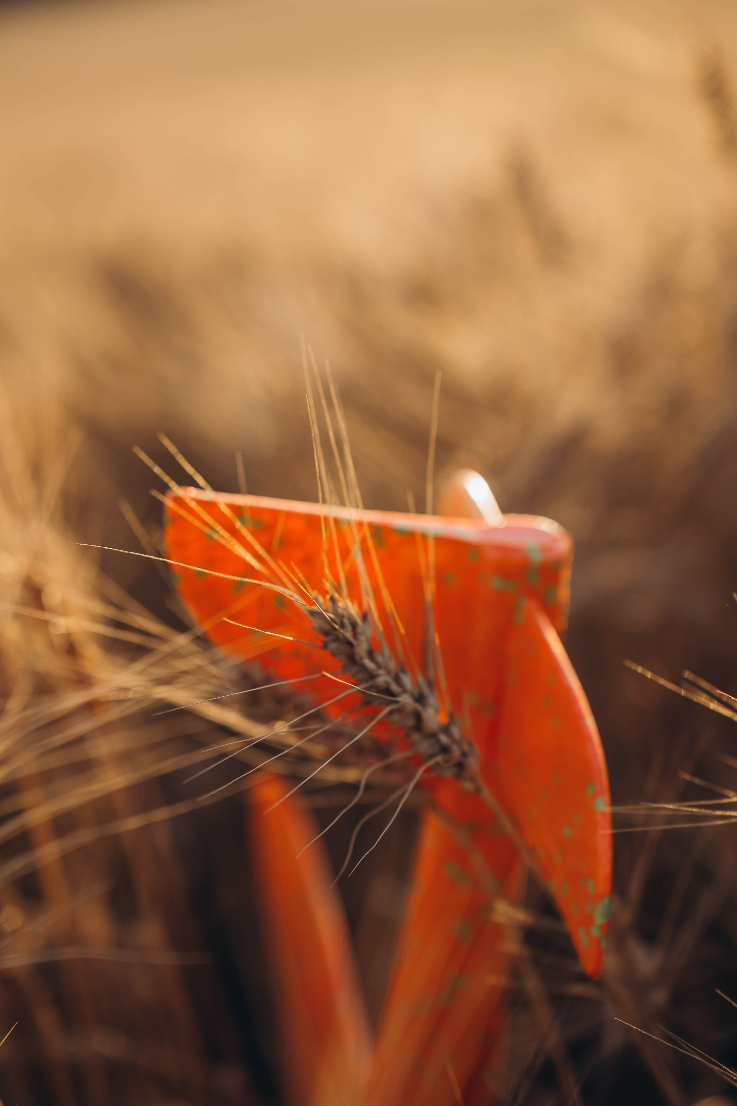 Психолог и фотограф — Dasha Kroti