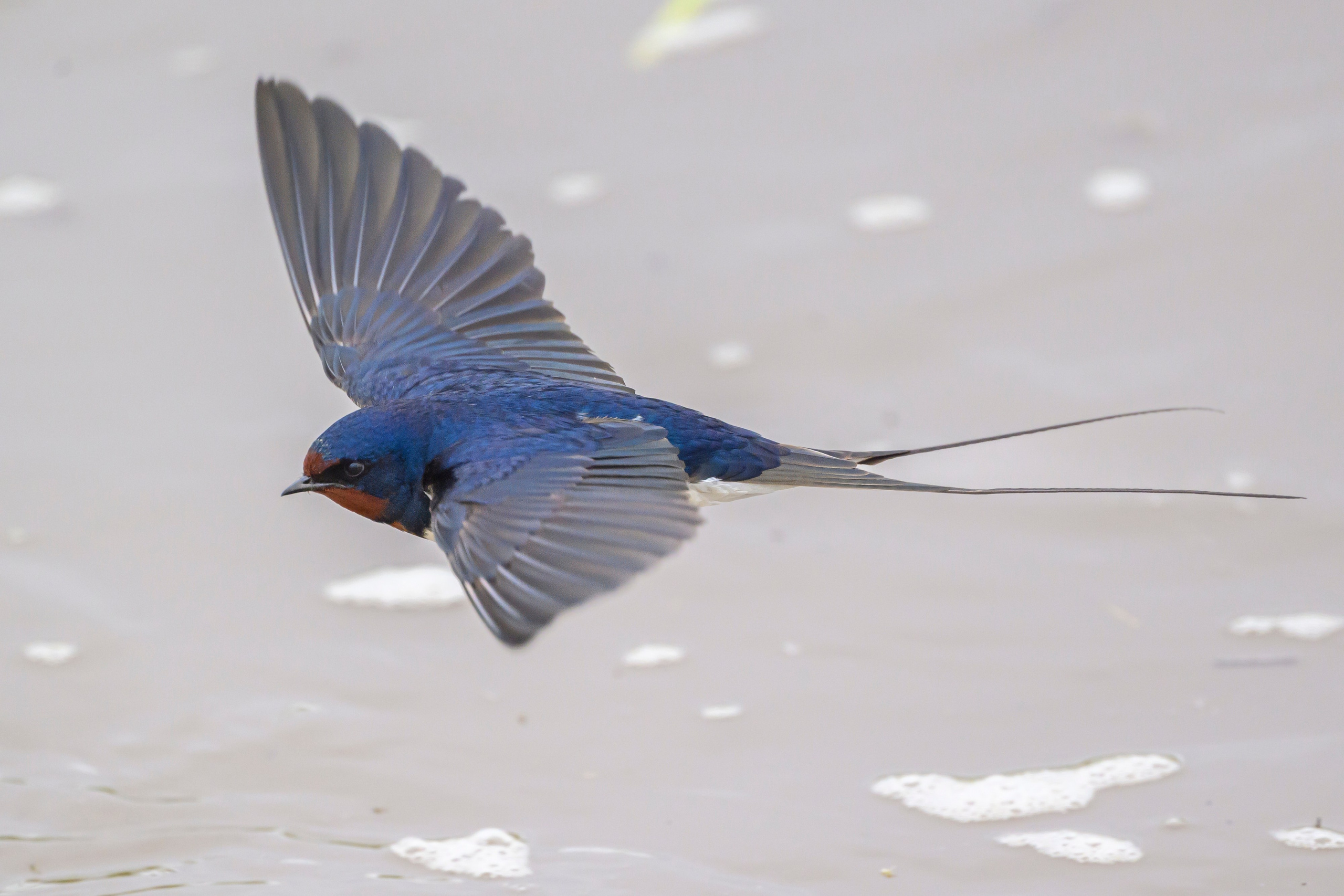 Снегопад. Wildlife photography by Sergey Puponin