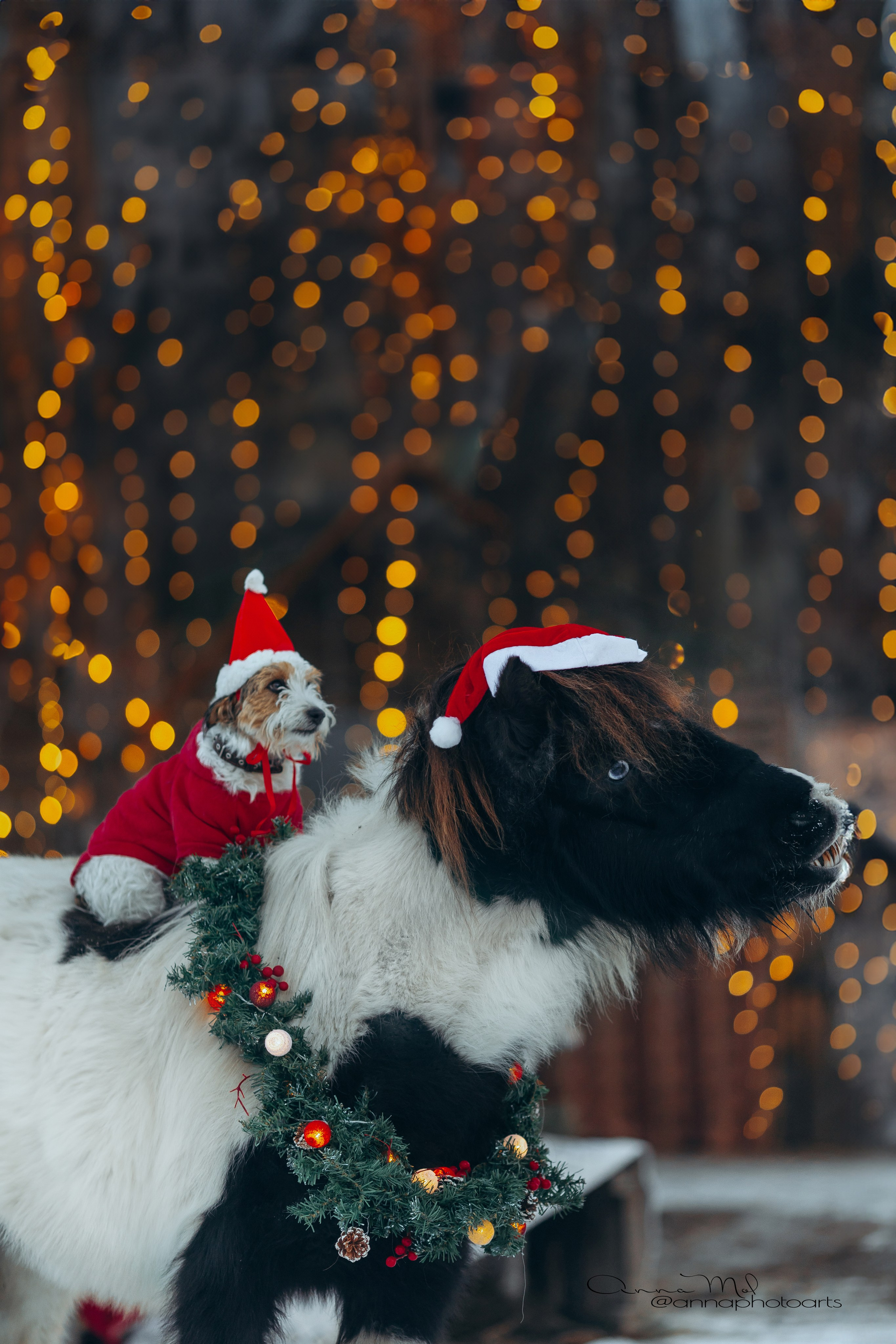 Тариф новогодний 2024. Анна Молчанова конный фотограф в Тюмени | фотосессии с лошадьми Тюмень