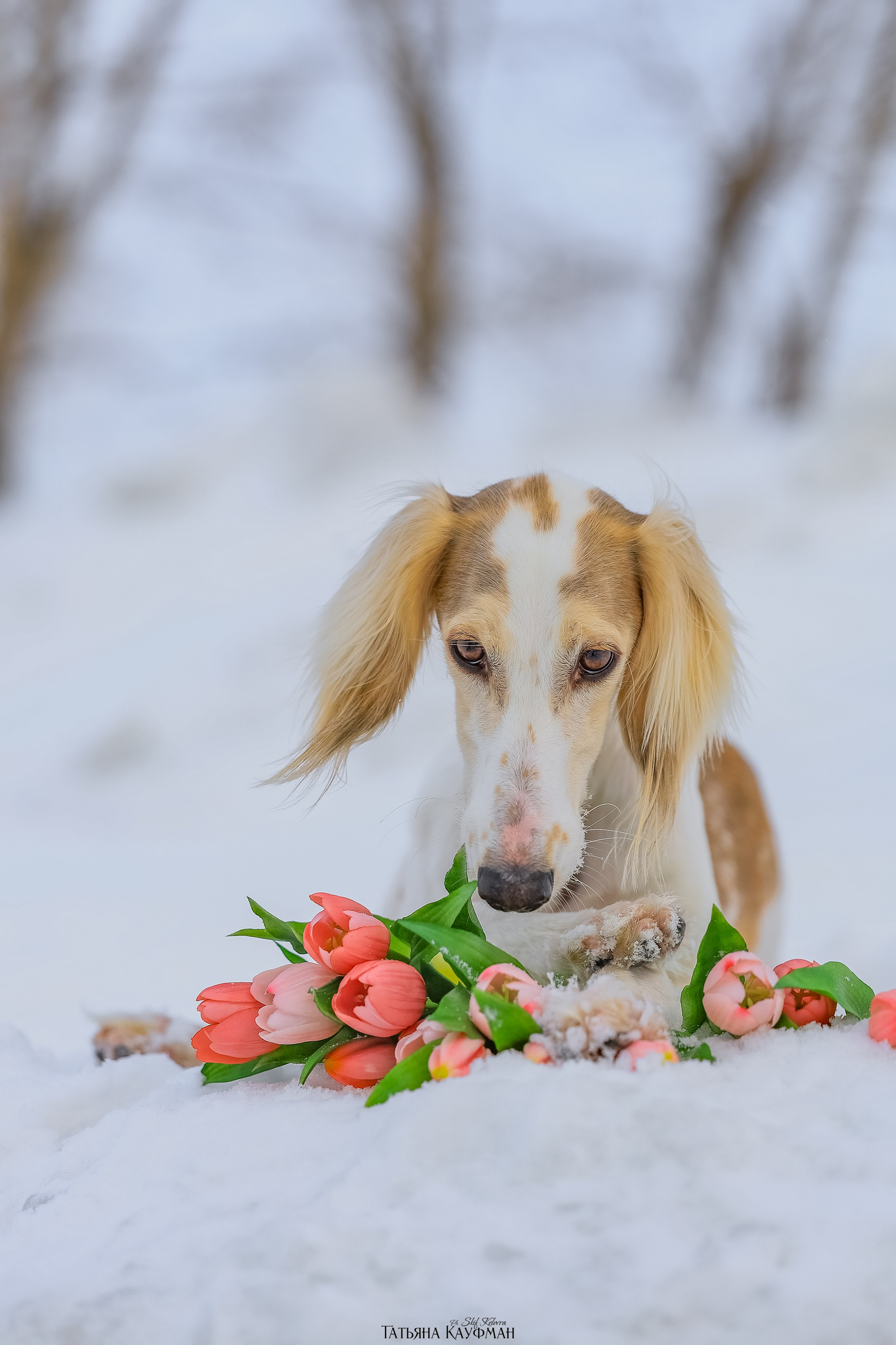 Салюки Флай и Лира. Фотограф Анималист из Новосибирска Татьяна Кауфман