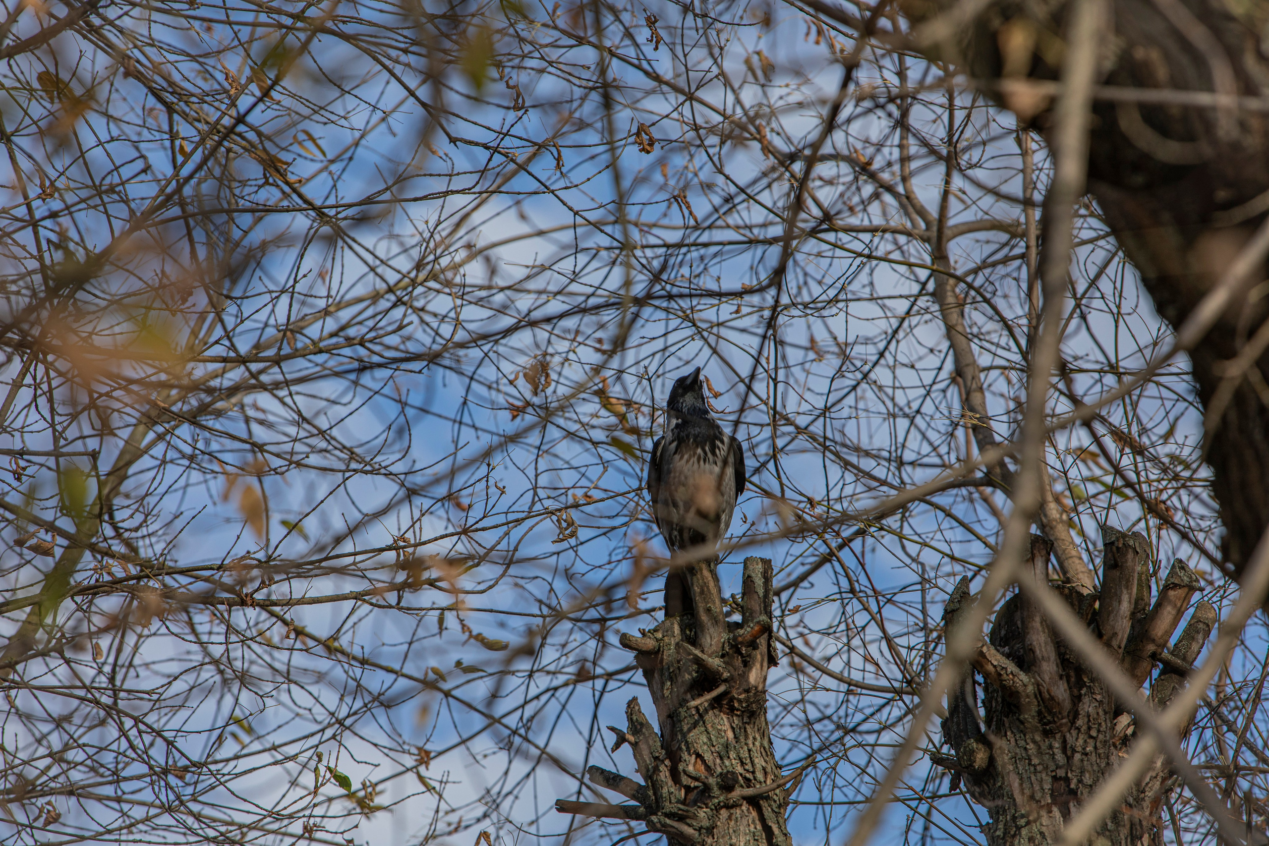 Воскресенье в г. Дмитров. Фотограф Сергей Ловкий