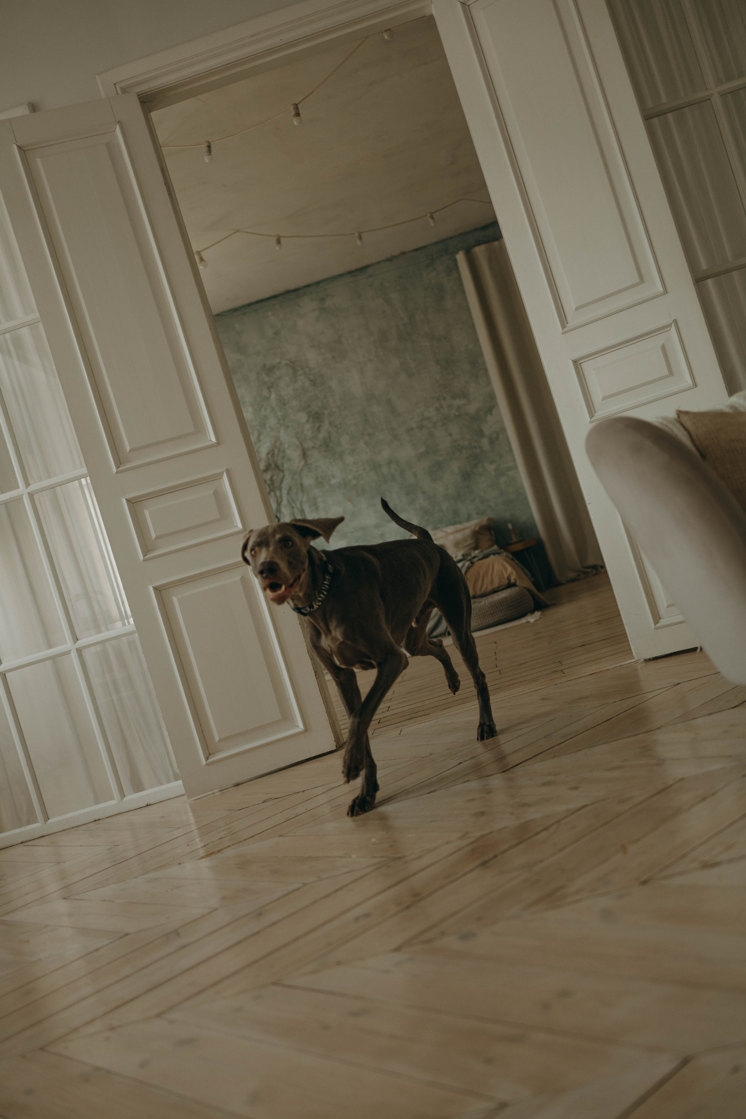 Фотограф-анималист в Екатеринбурге | Кристина