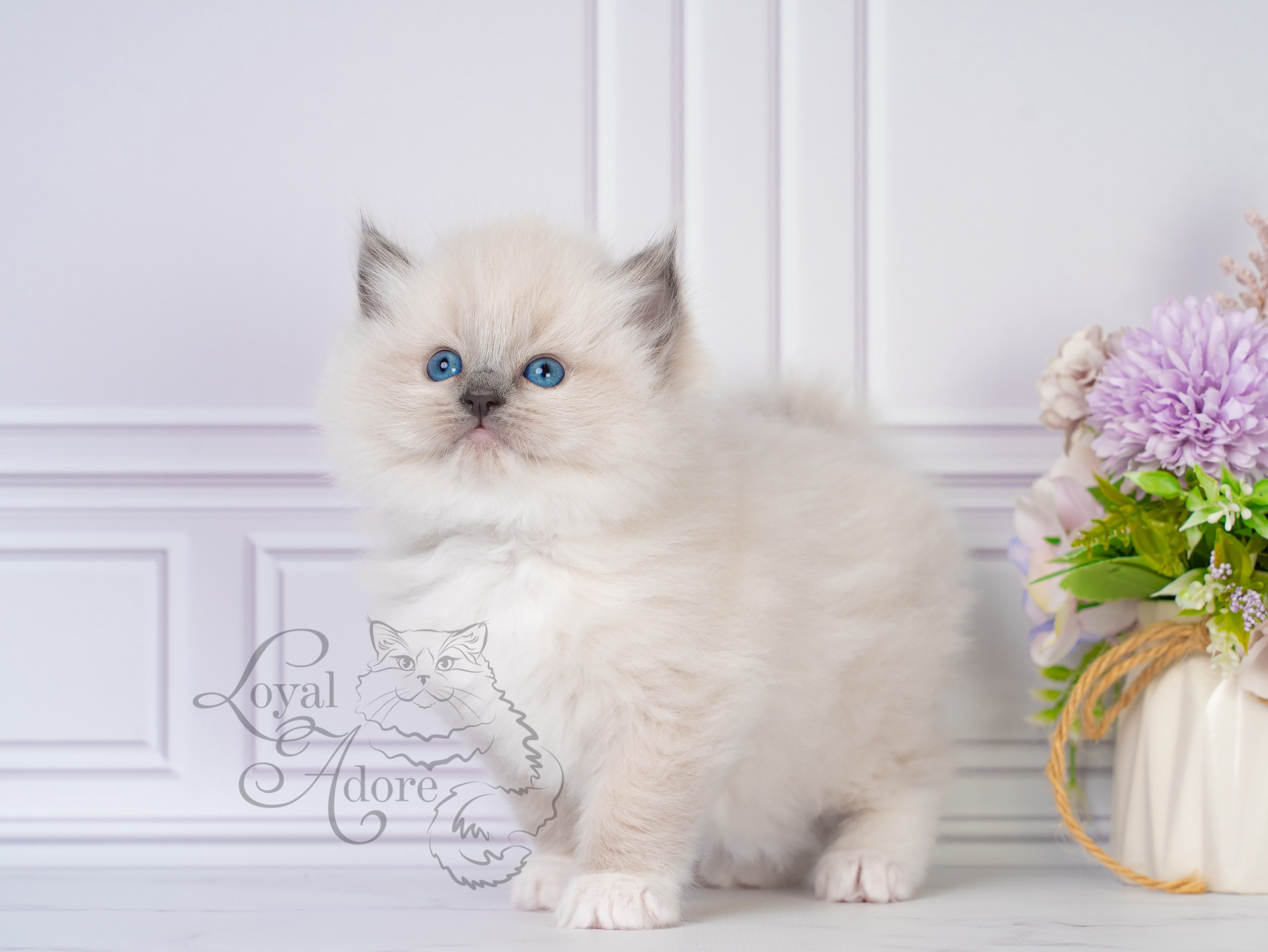 Котята рэгдолл от Loyal Adore. Питомник рэгдолл Loyal Adore