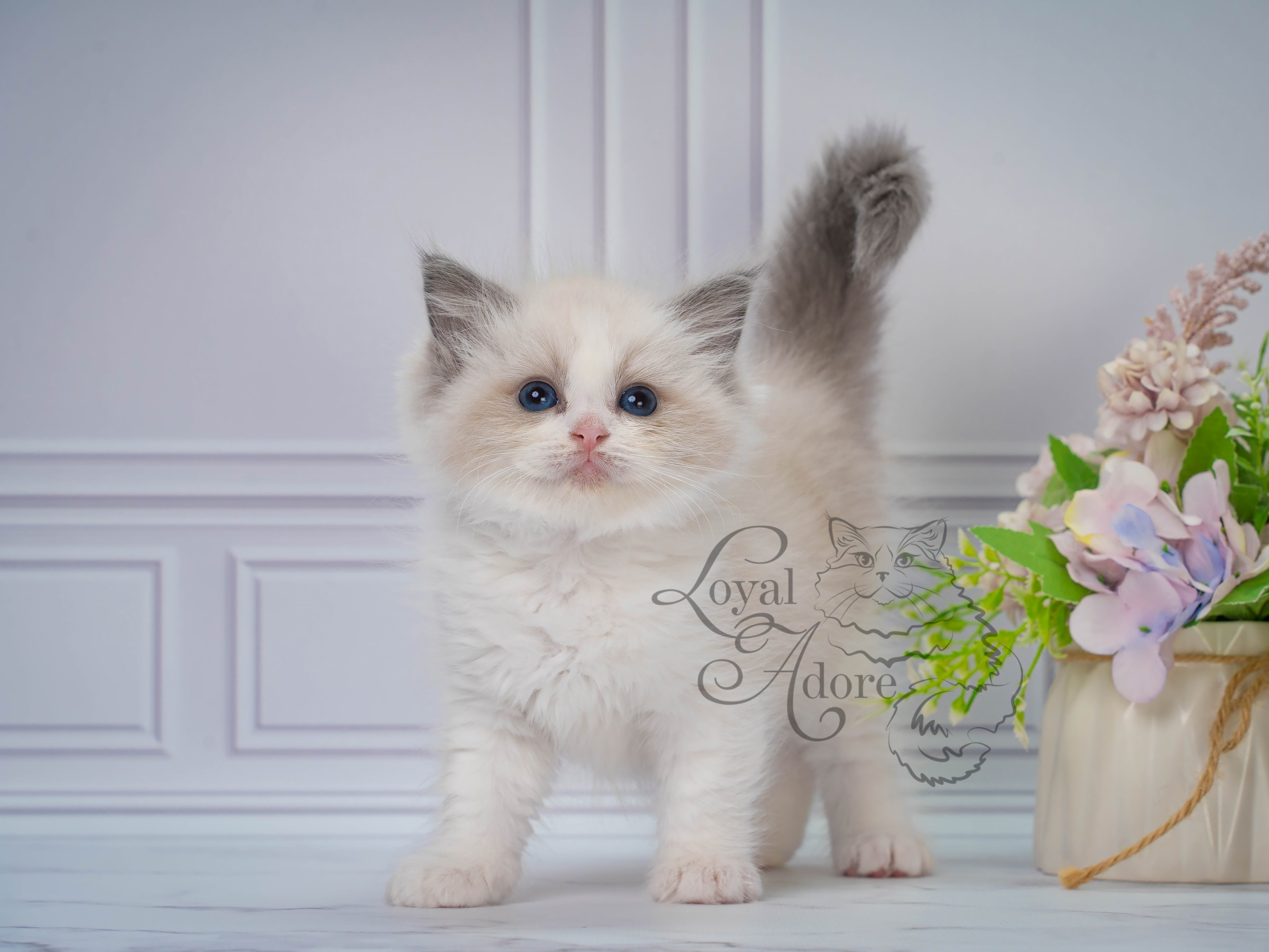 Котята рэгдолл от Loyal Adore. Питомник рэгдолл Loyal Adore